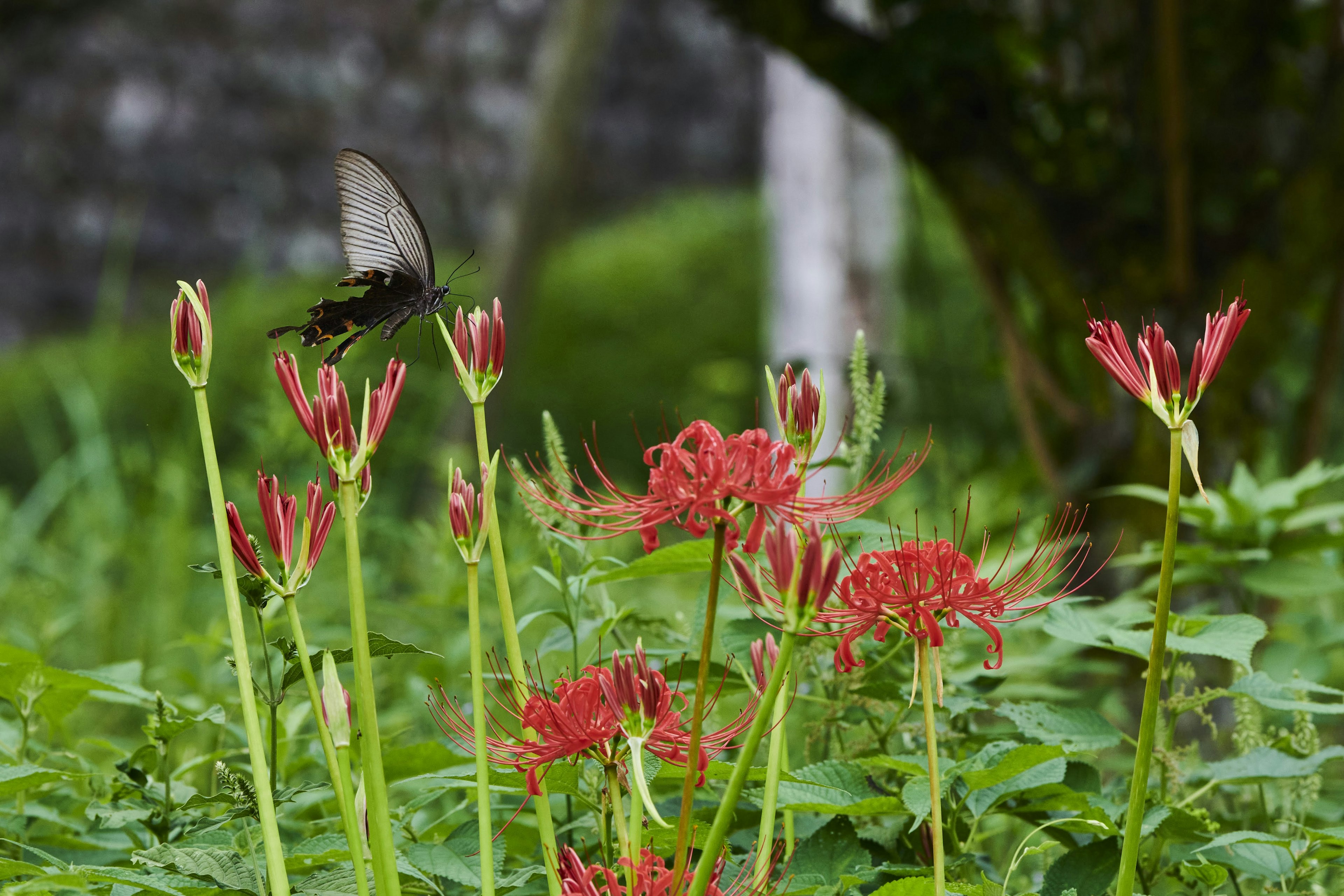 Kupu-kupu hitam bertengger di atas bunga lily merah di taman yang rimbun