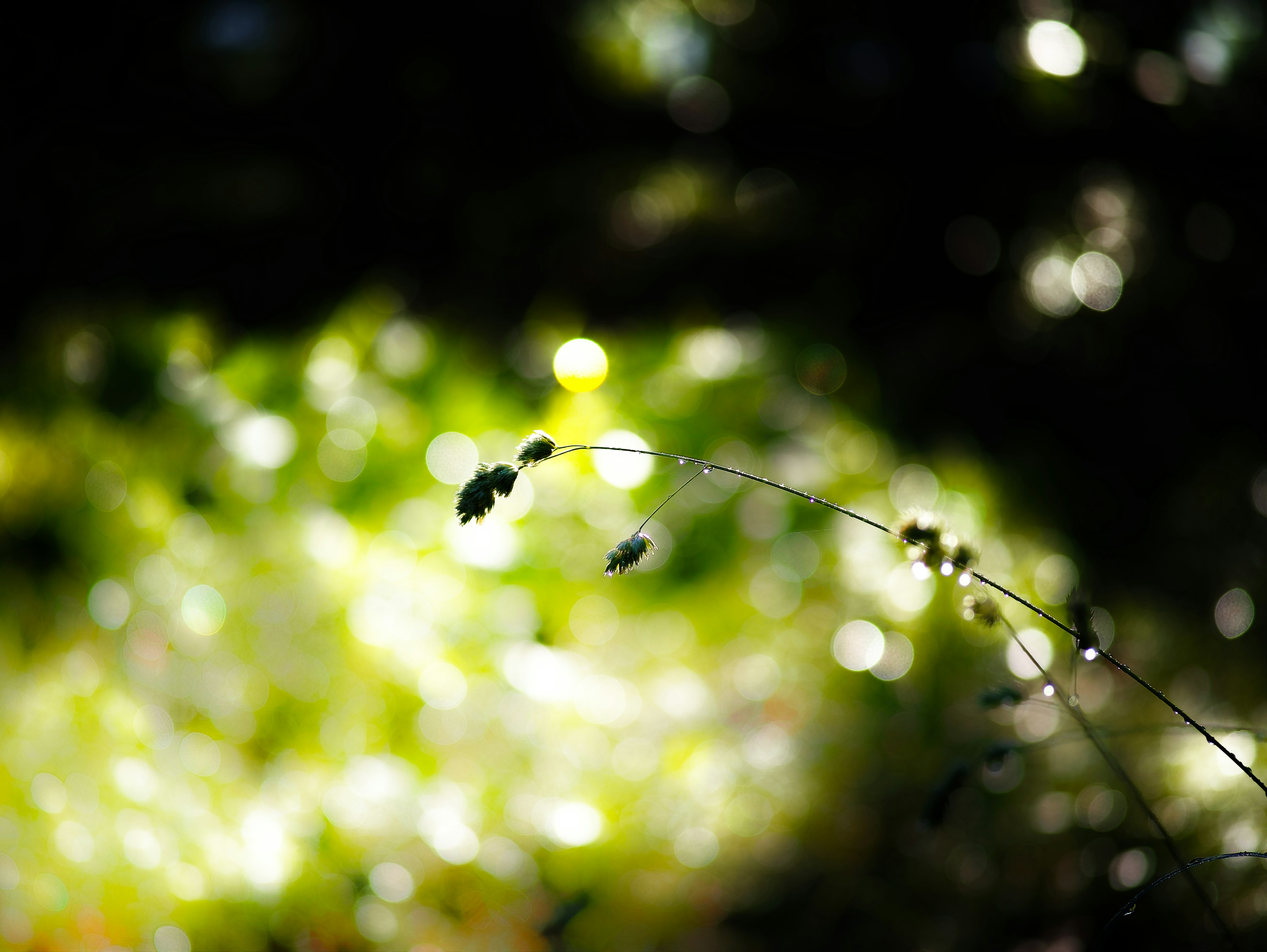 Delicate plant stems and leaves against a blurred background