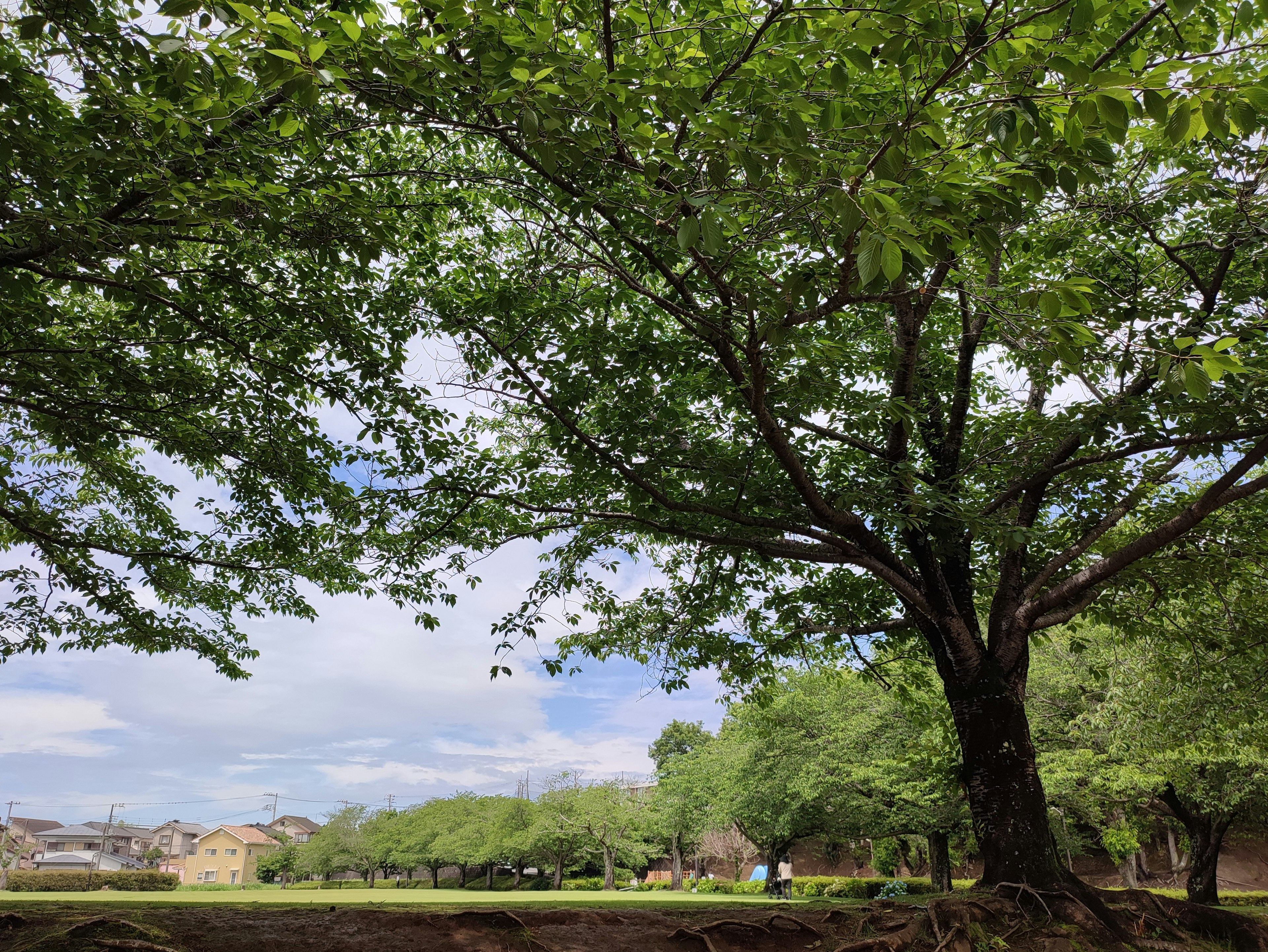 緑豊かな木がある公園の風景