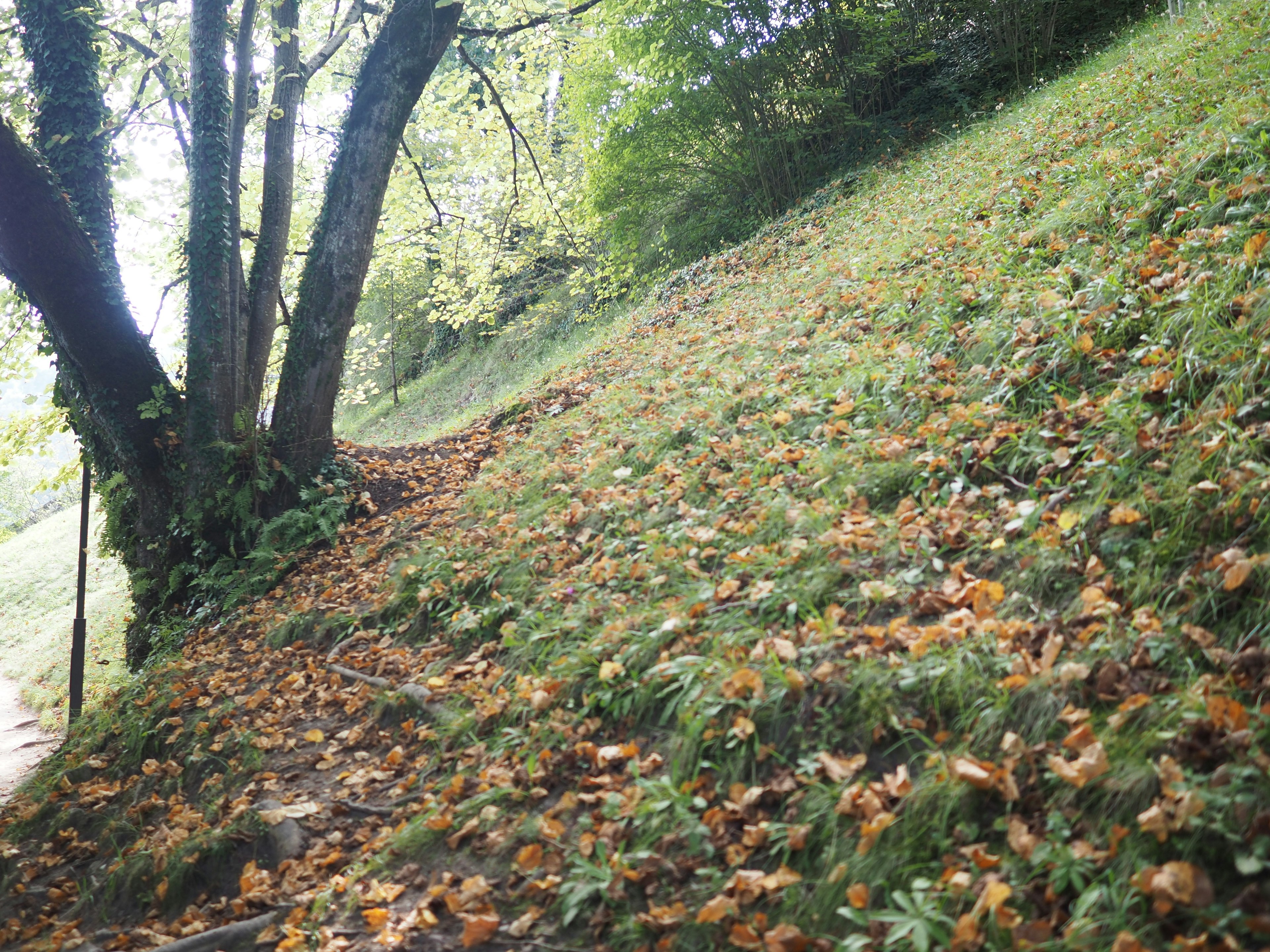 Paysage avec un arbre et des feuilles d'automne sur une pente