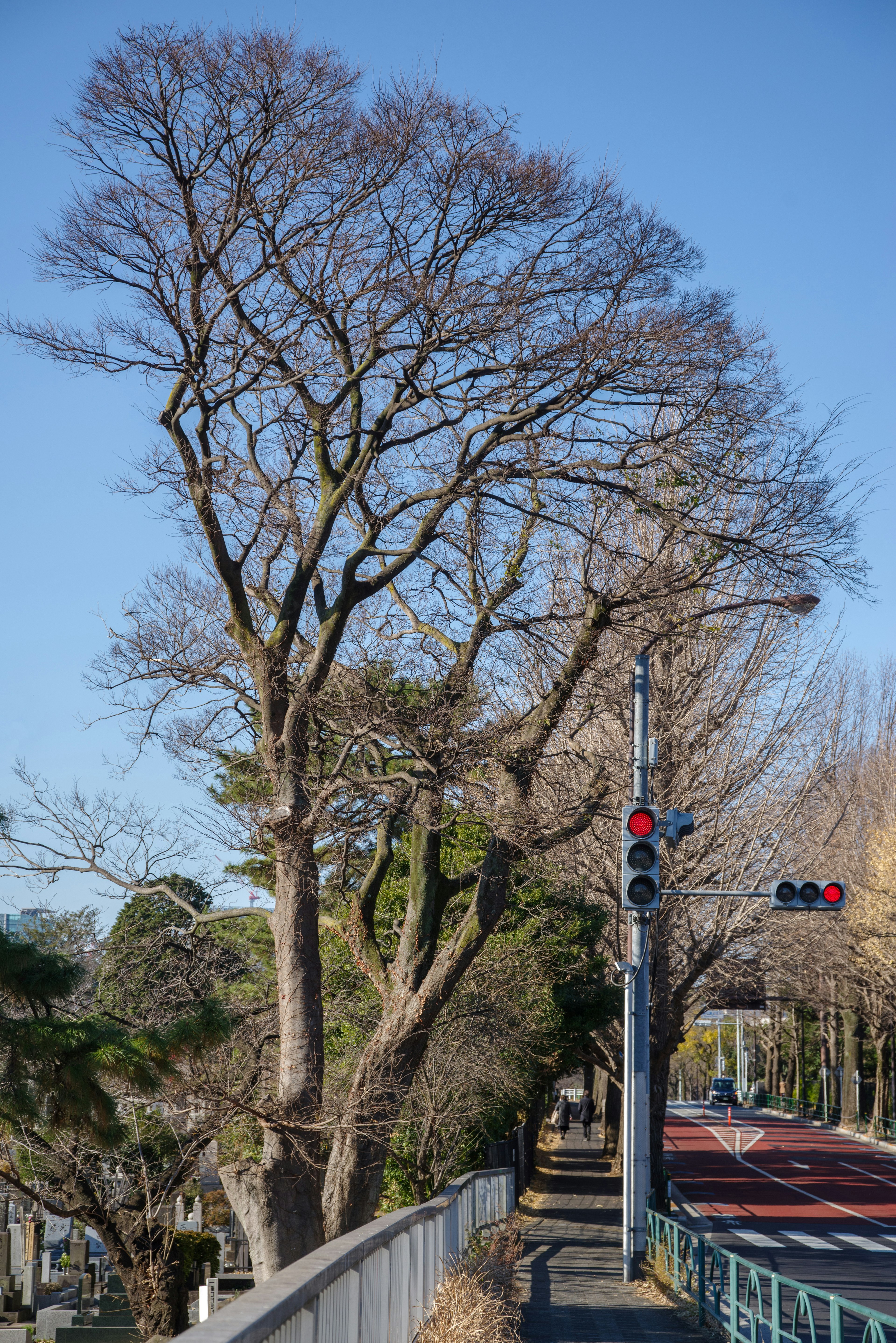 冬の青空の下に立つ葉のない木と交通信号