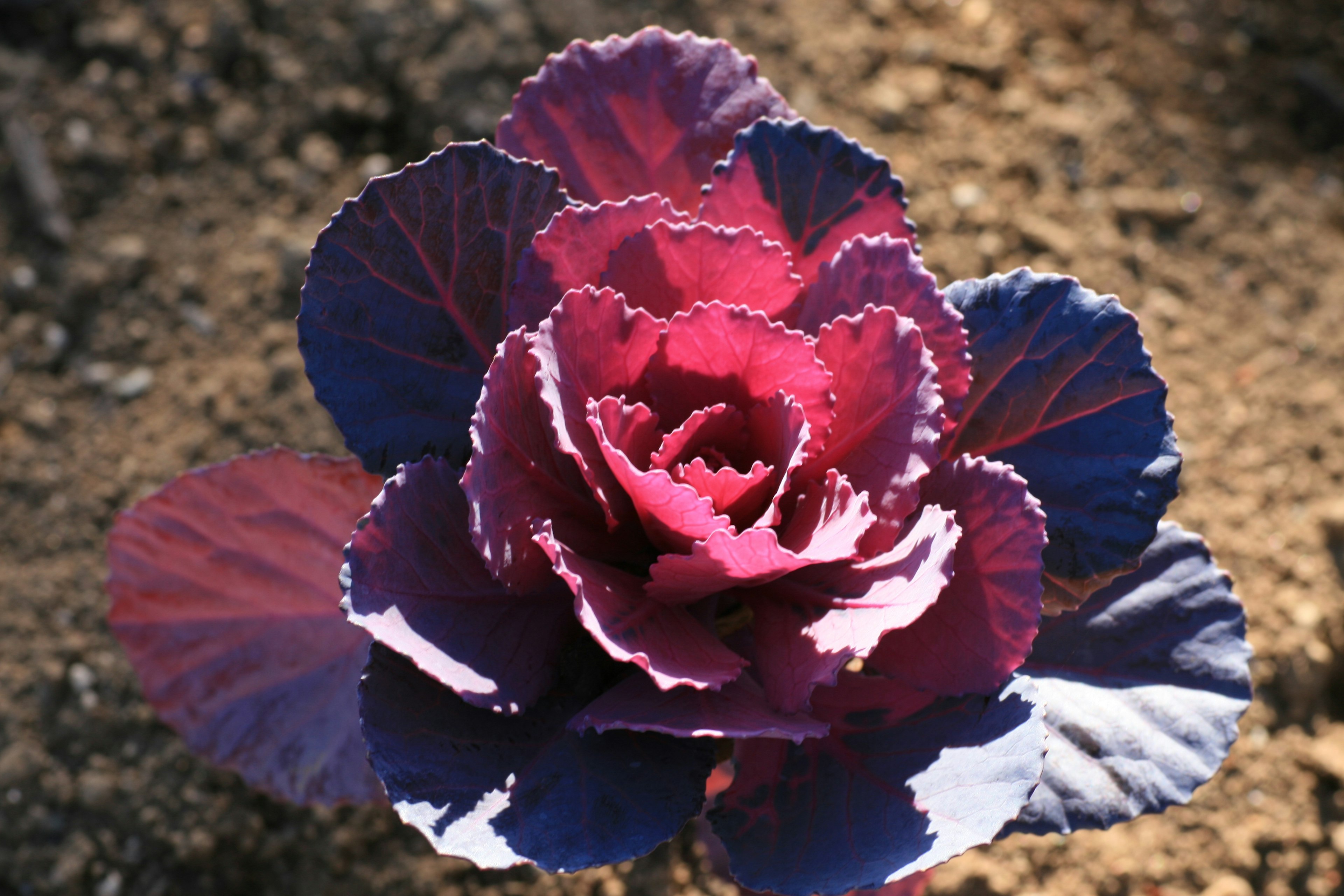 紫色のキャベツの花が地面に咲いている