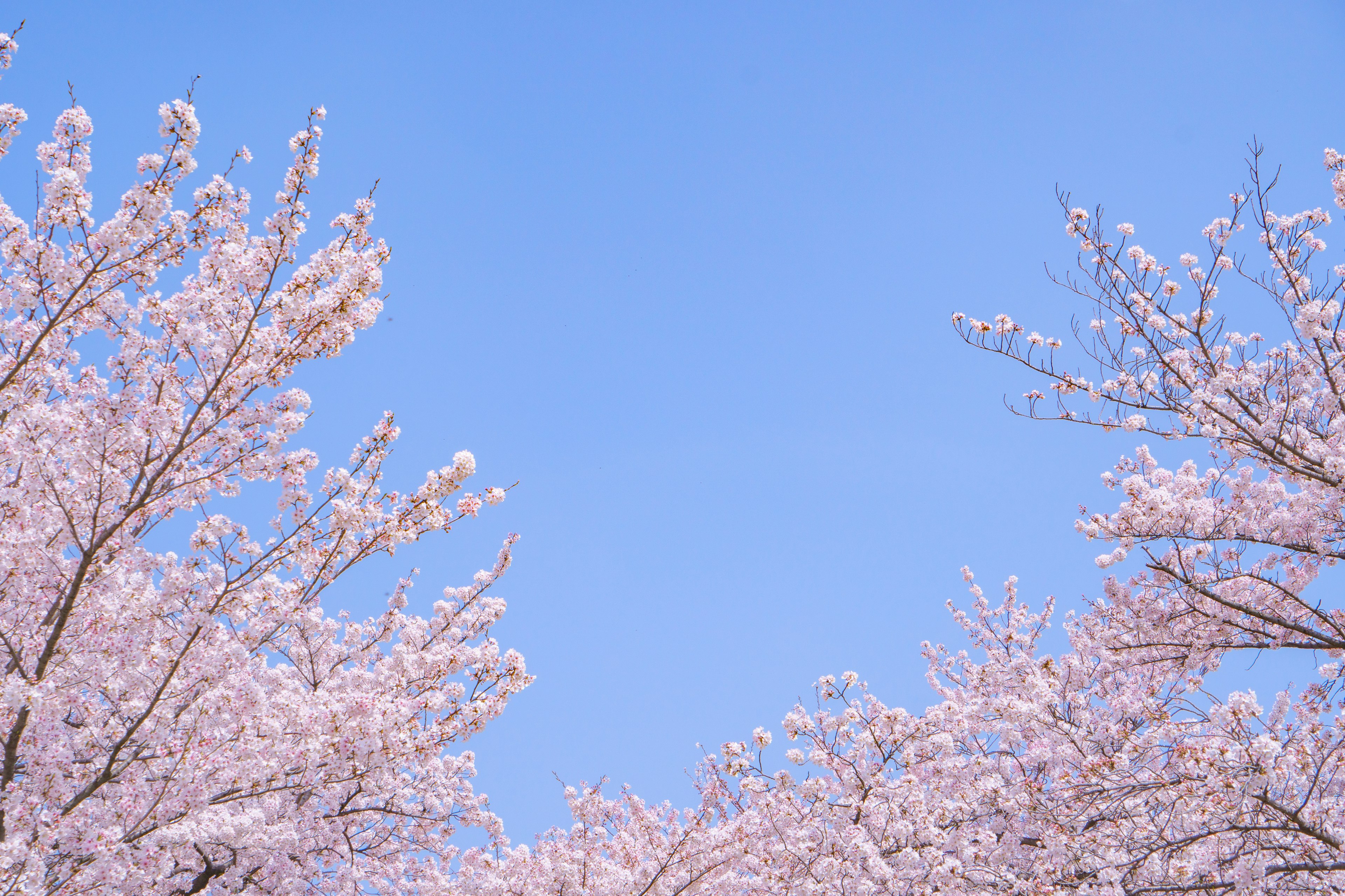 Bunga sakura mekar di bawah langit biru