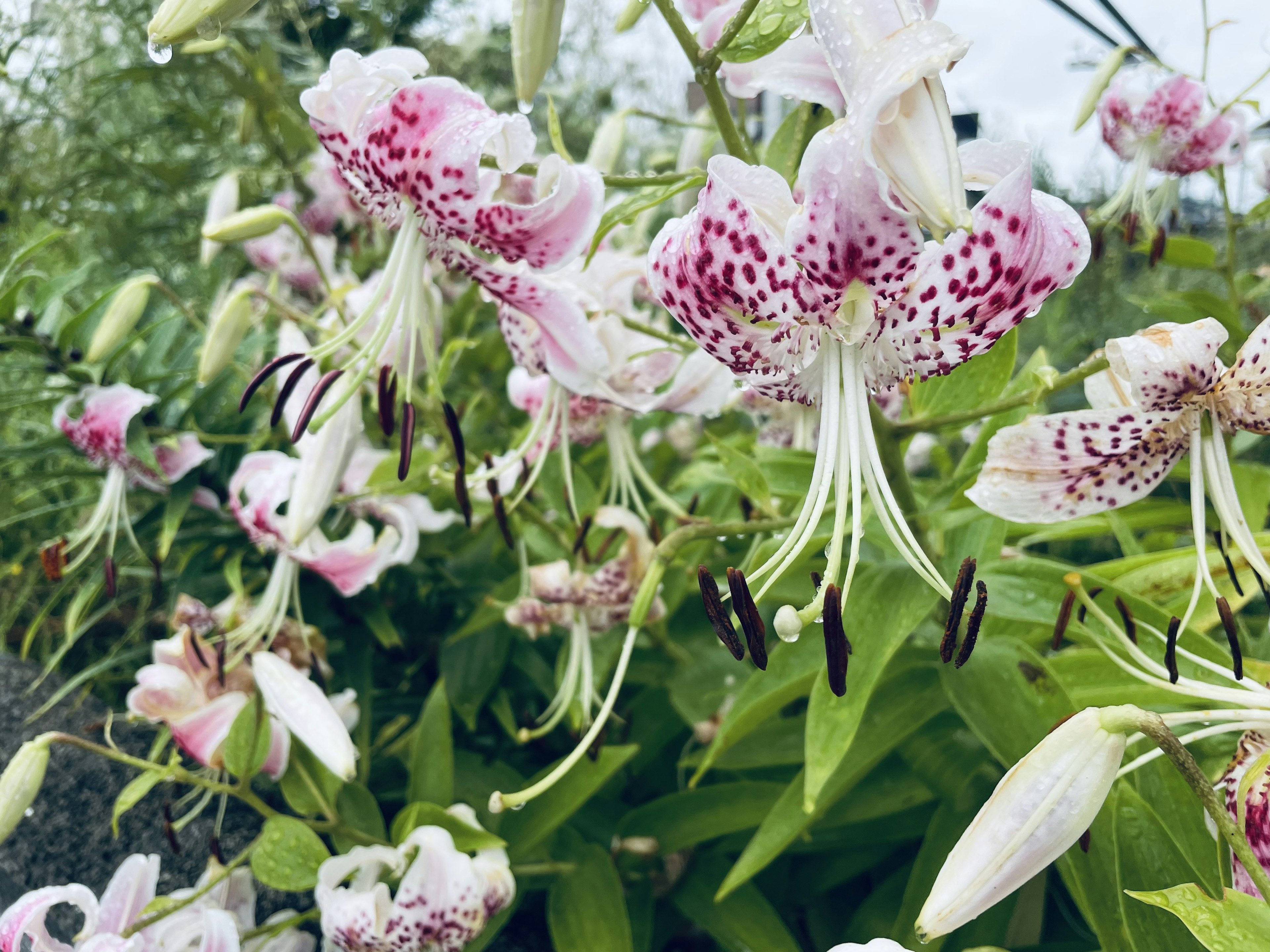 Una bella scena di fiori rosa macchiati che fioriscono