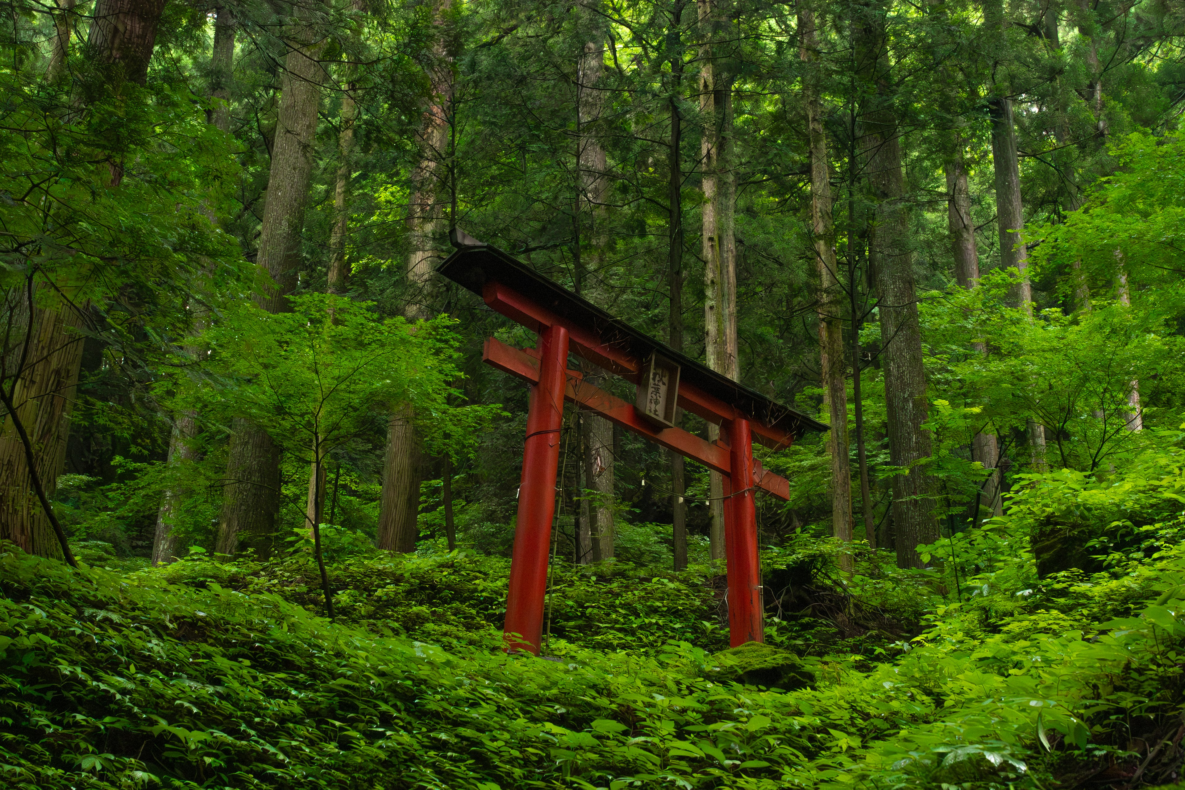 Gerbang torii merah berdiri di hutan hijau lebat dengan dedaunan di sekitarnya