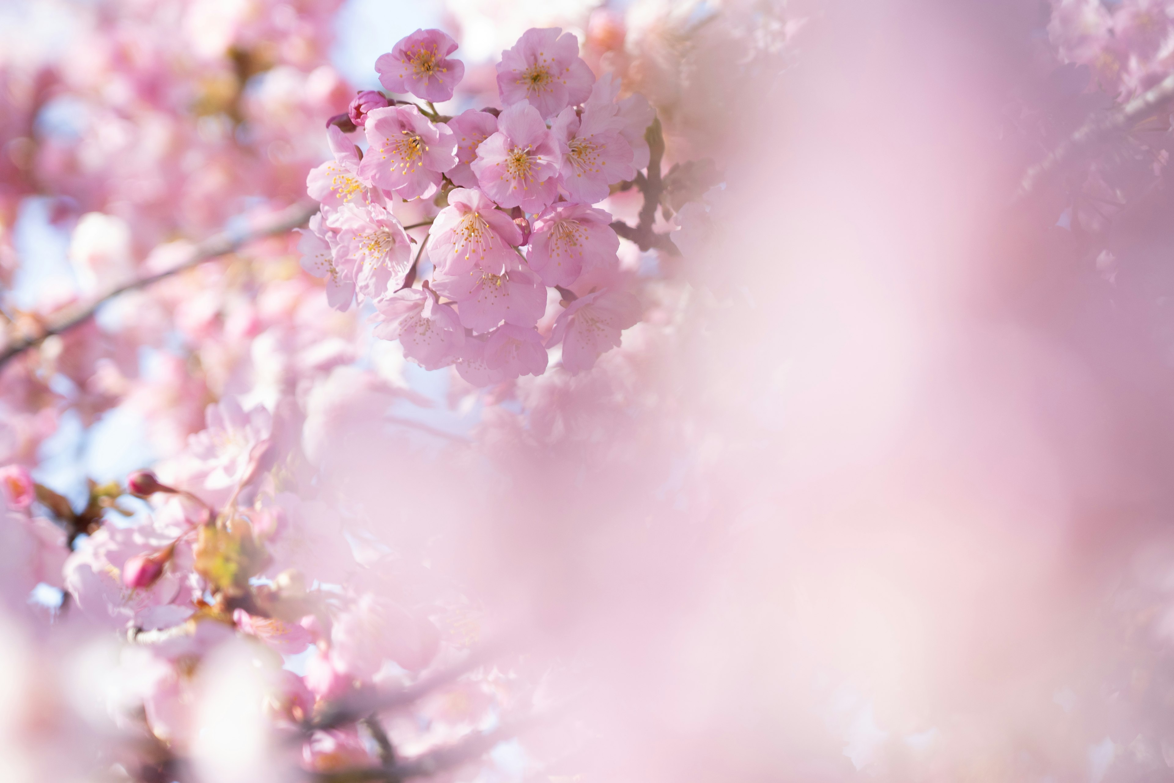 Verschommene Sicht auf Kirschblüten in sanften Rosatönen