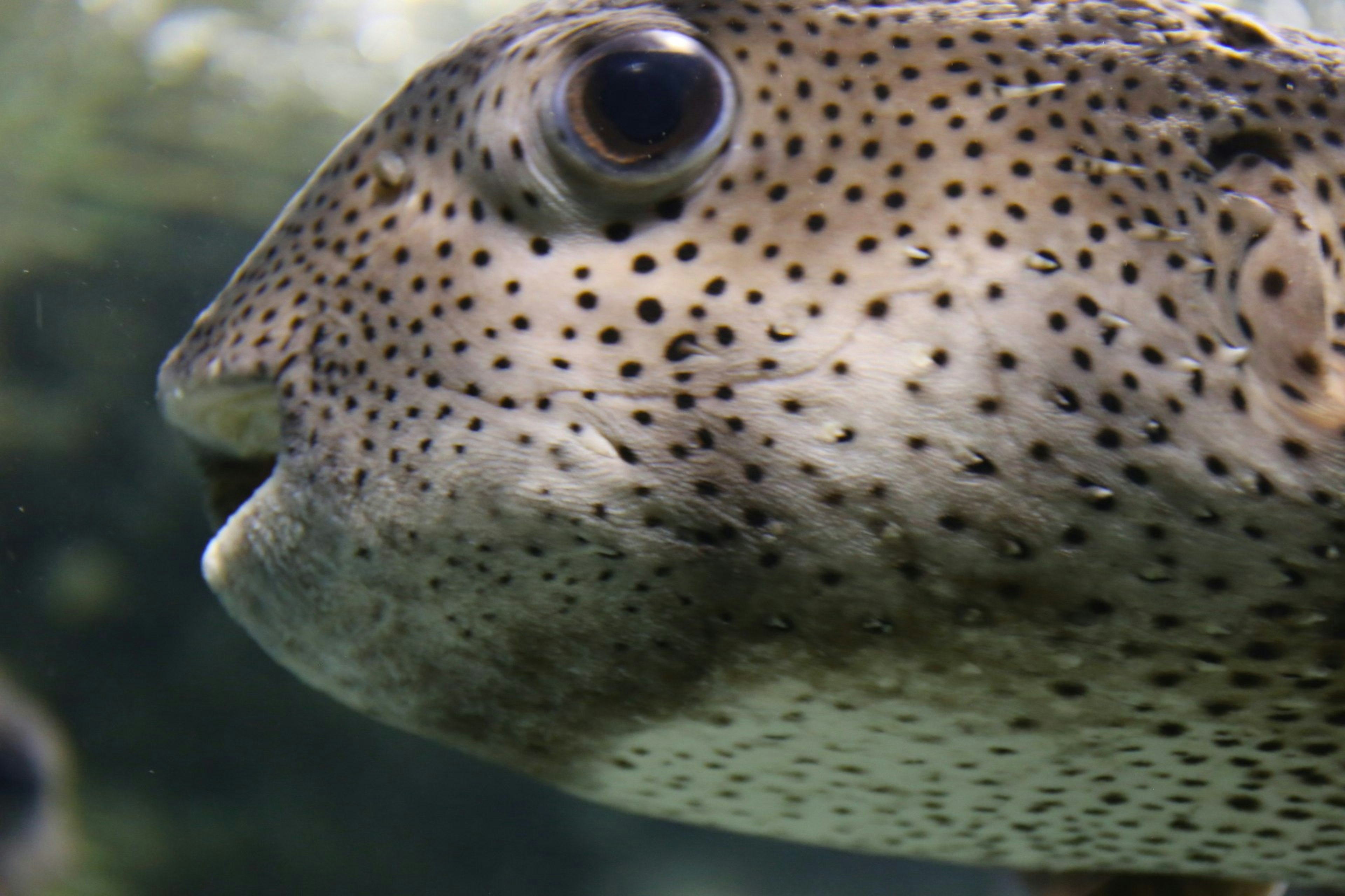 Nahaufnahme des Gesichts eines Fisches unter Wasser beobachtet