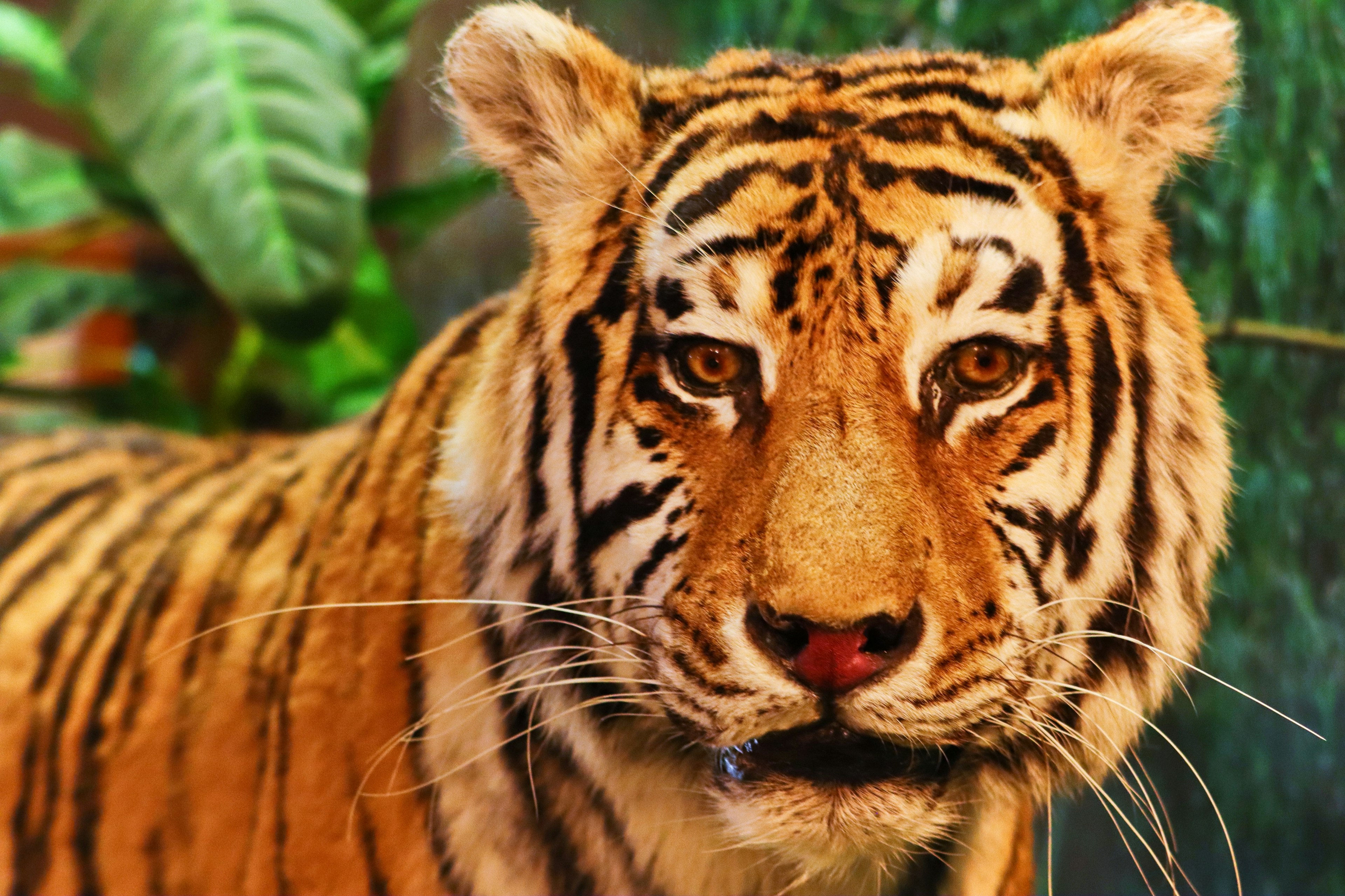 Close-up of a tiger's face featuring orange and black stripes with lush green background