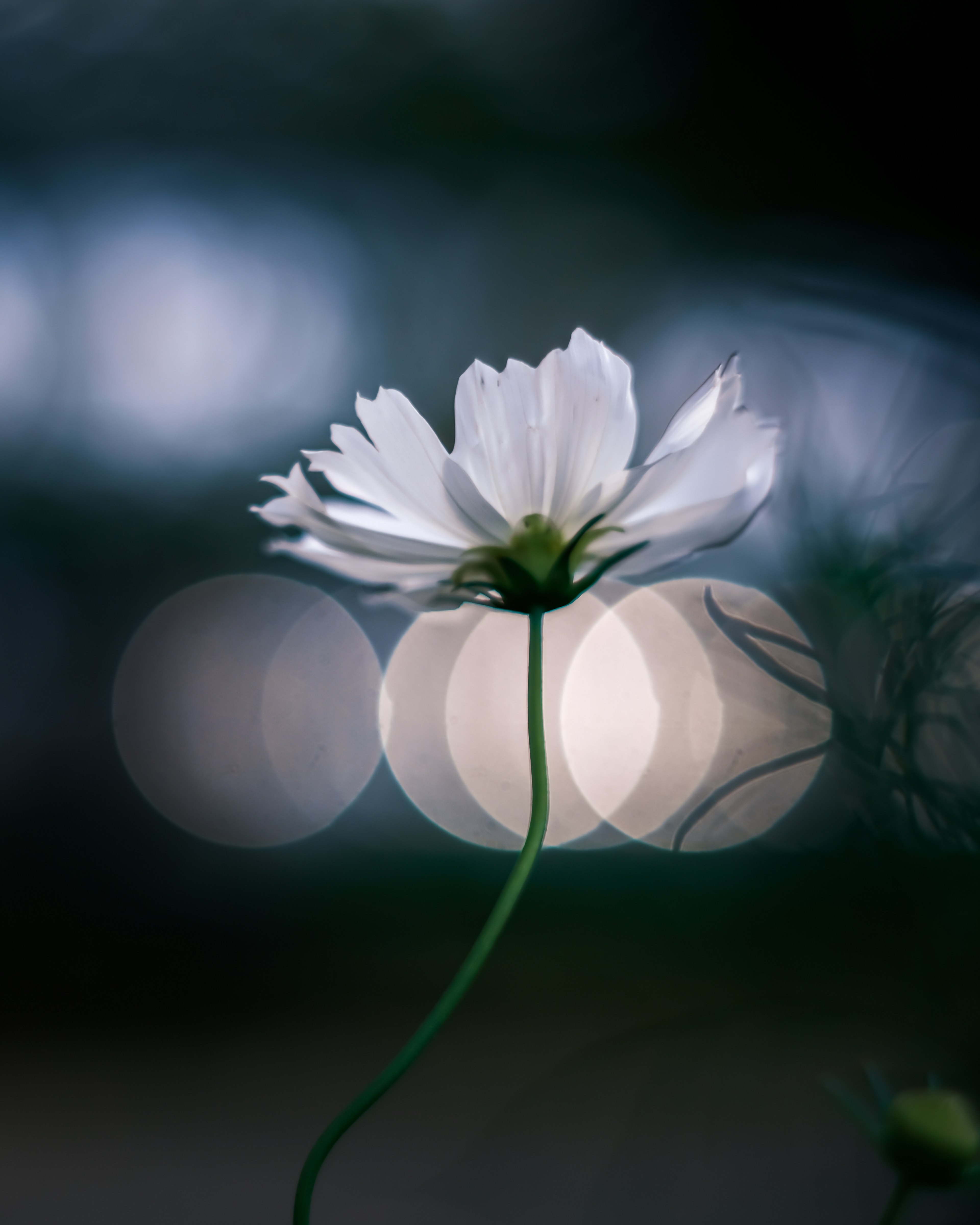 Un fiore bianco che sboccia magnificamente su uno sfondo sfocato