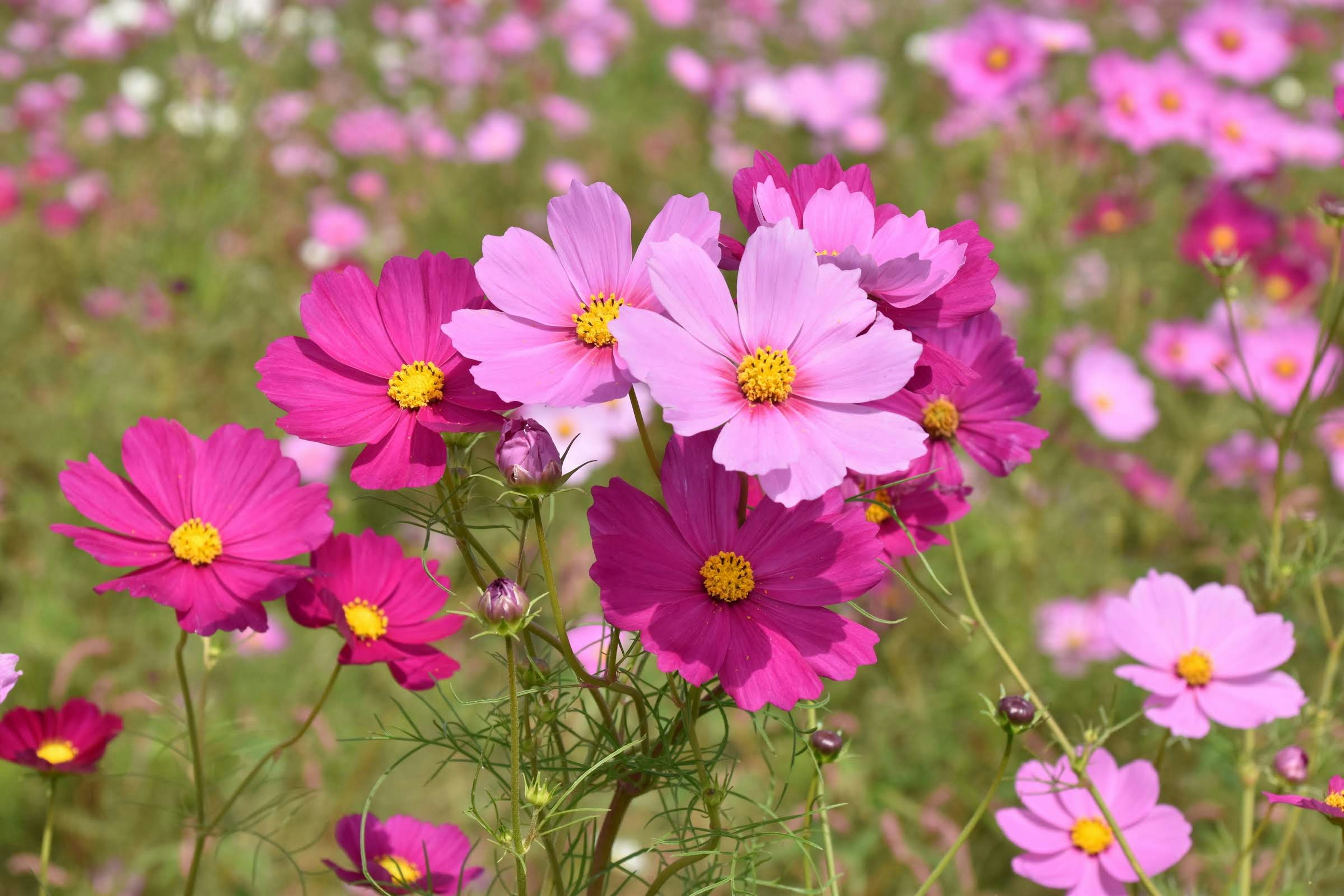 A vibrant field of blooming cosmos flowers in shades of pink and purple