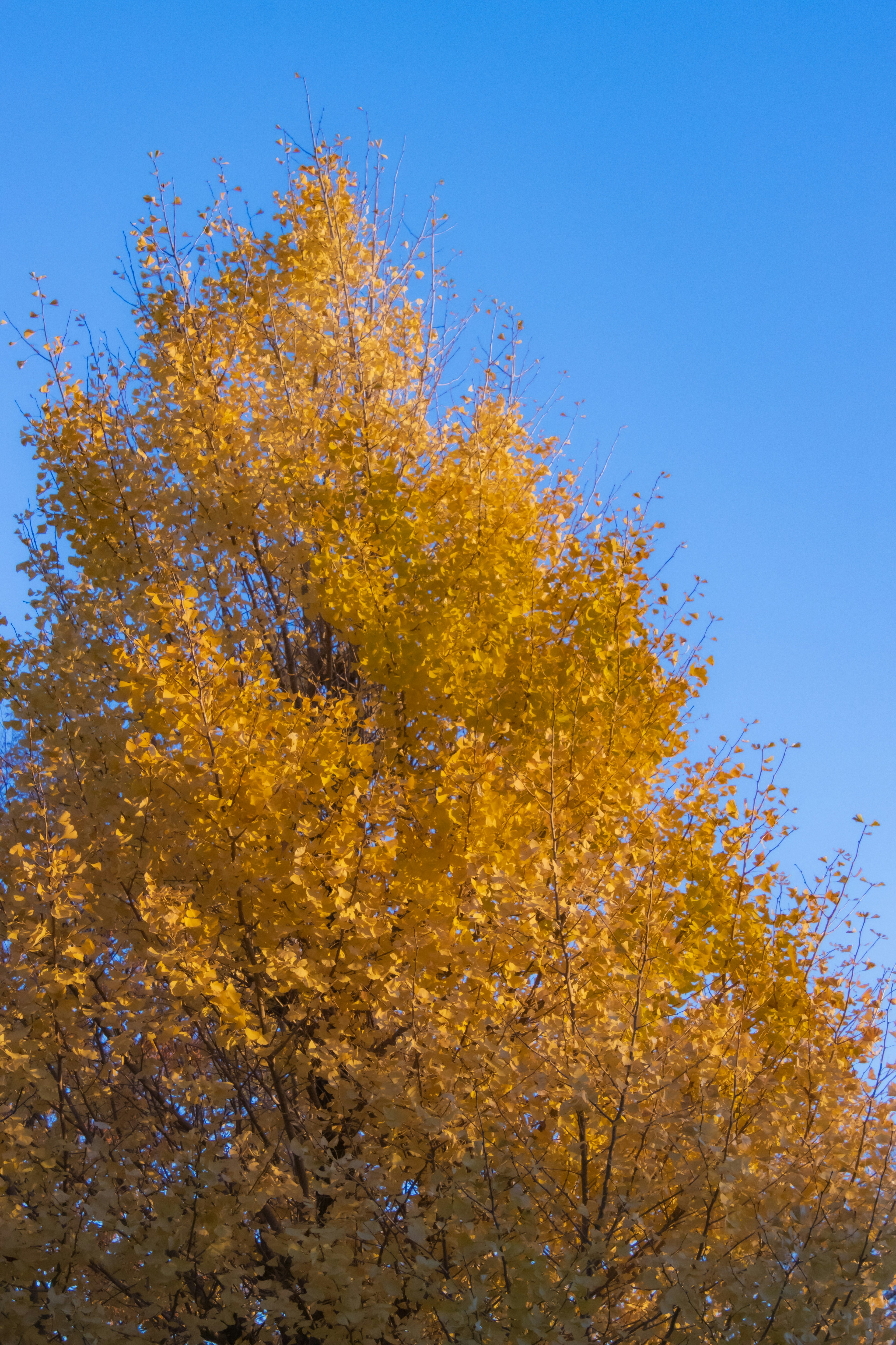 Baum mit leuchtend gelben Blättern unter einem klaren blauen Himmel