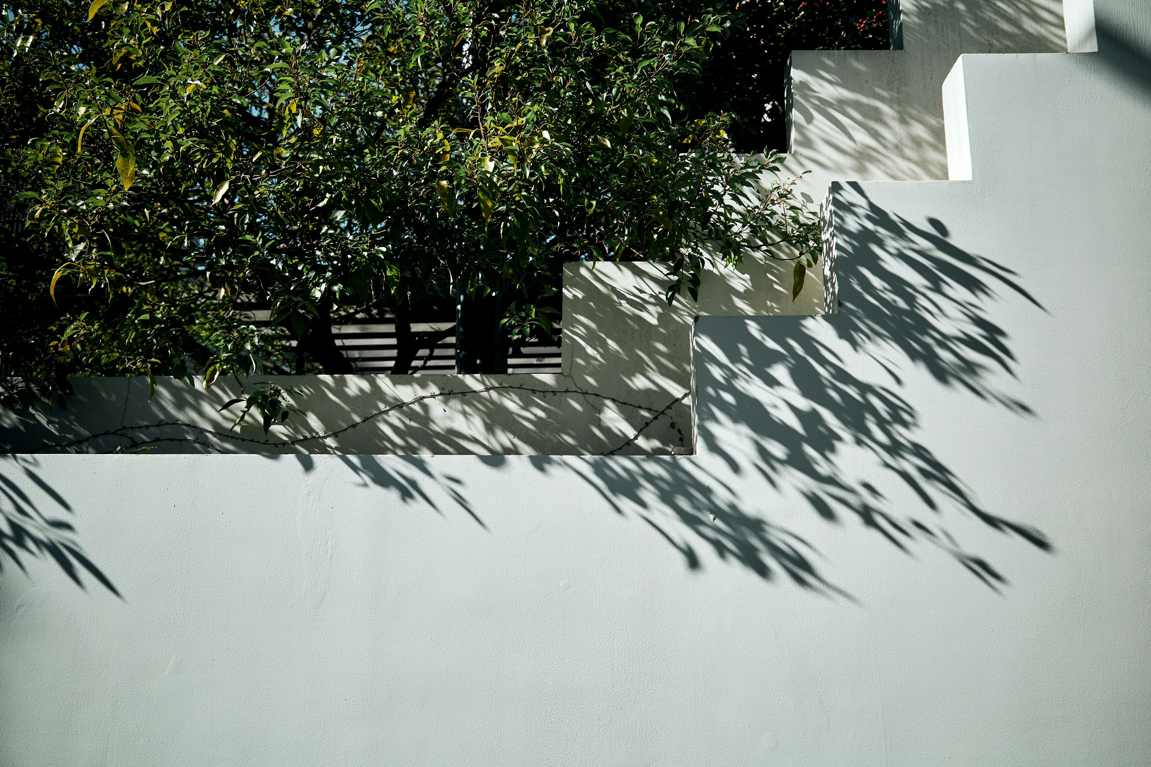 Parte di un muro bianco con fogliame verde che proietta ombre