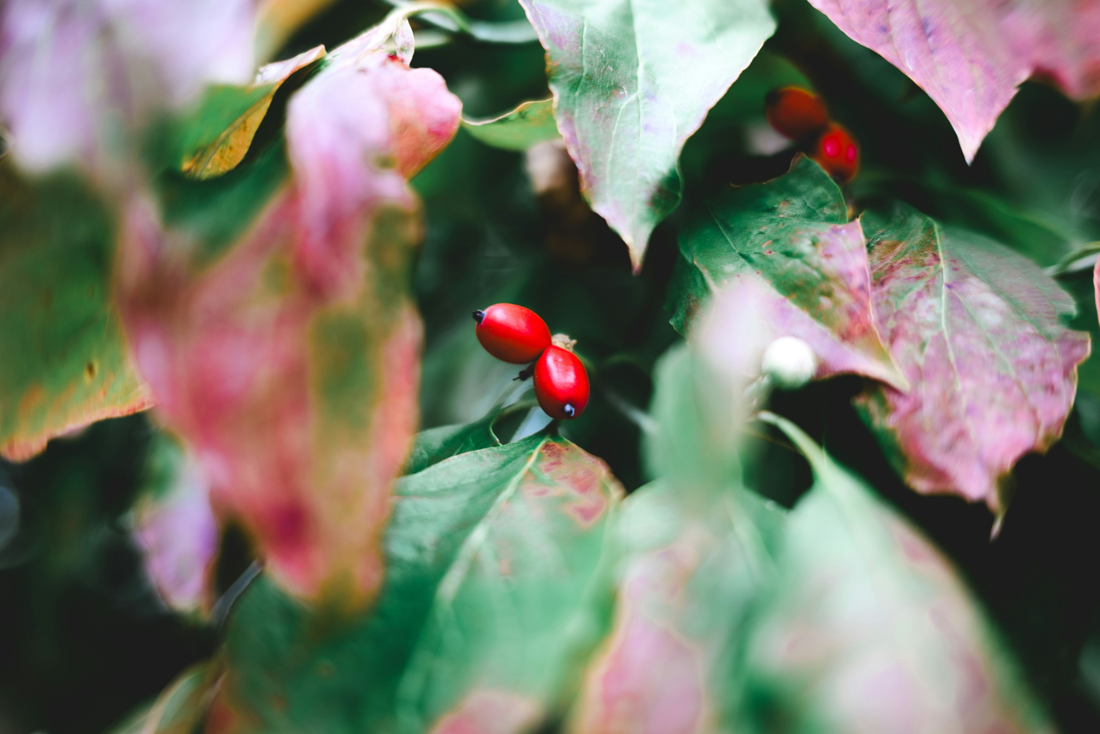 Nahaufnahme einer Pflanze mit roten Beeren und bunten Blättern