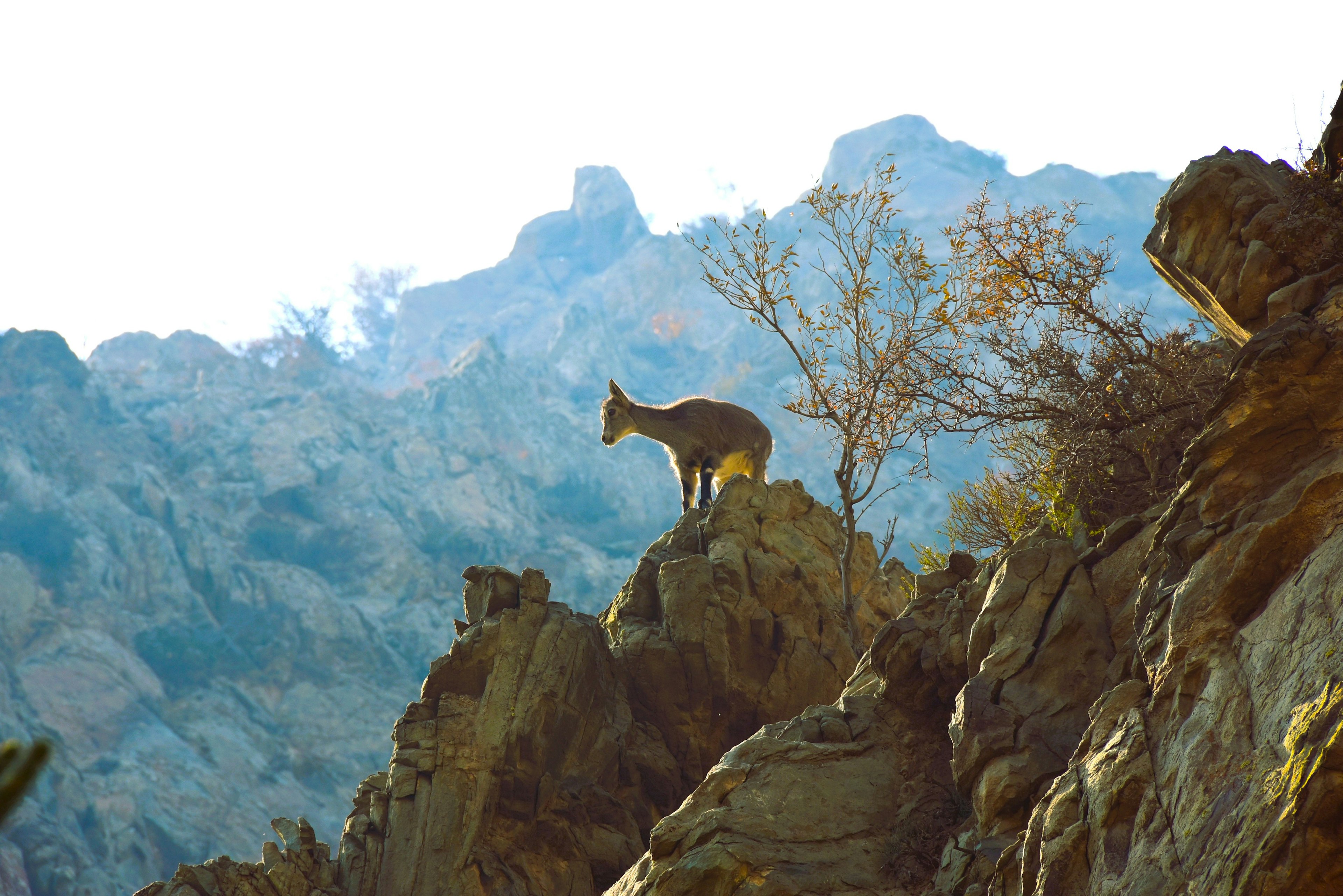 Wild goat standing on a rock with mountainous landscape