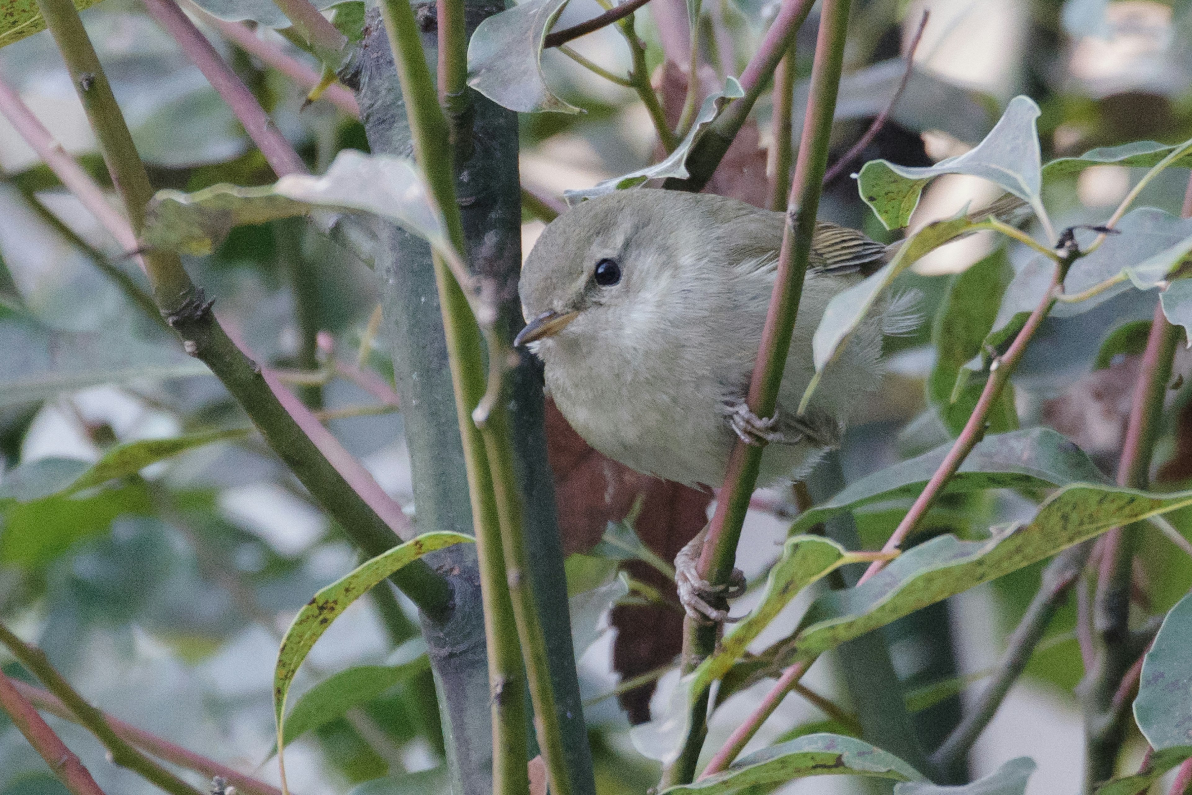 Ein kleiner Vogel, der sich zwischen den Blättern versteckt