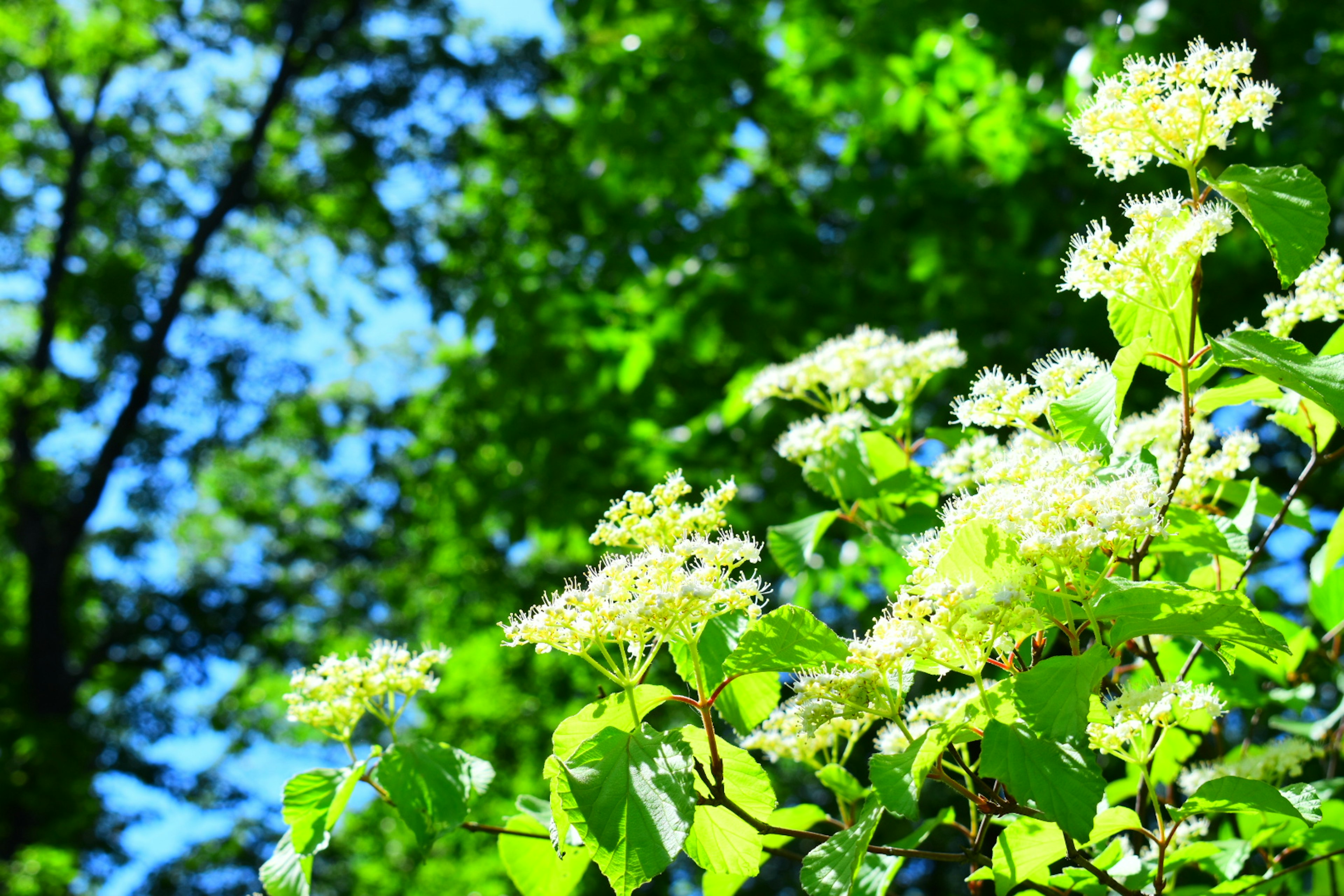 Close-up of flowering green leaves under a blue sky