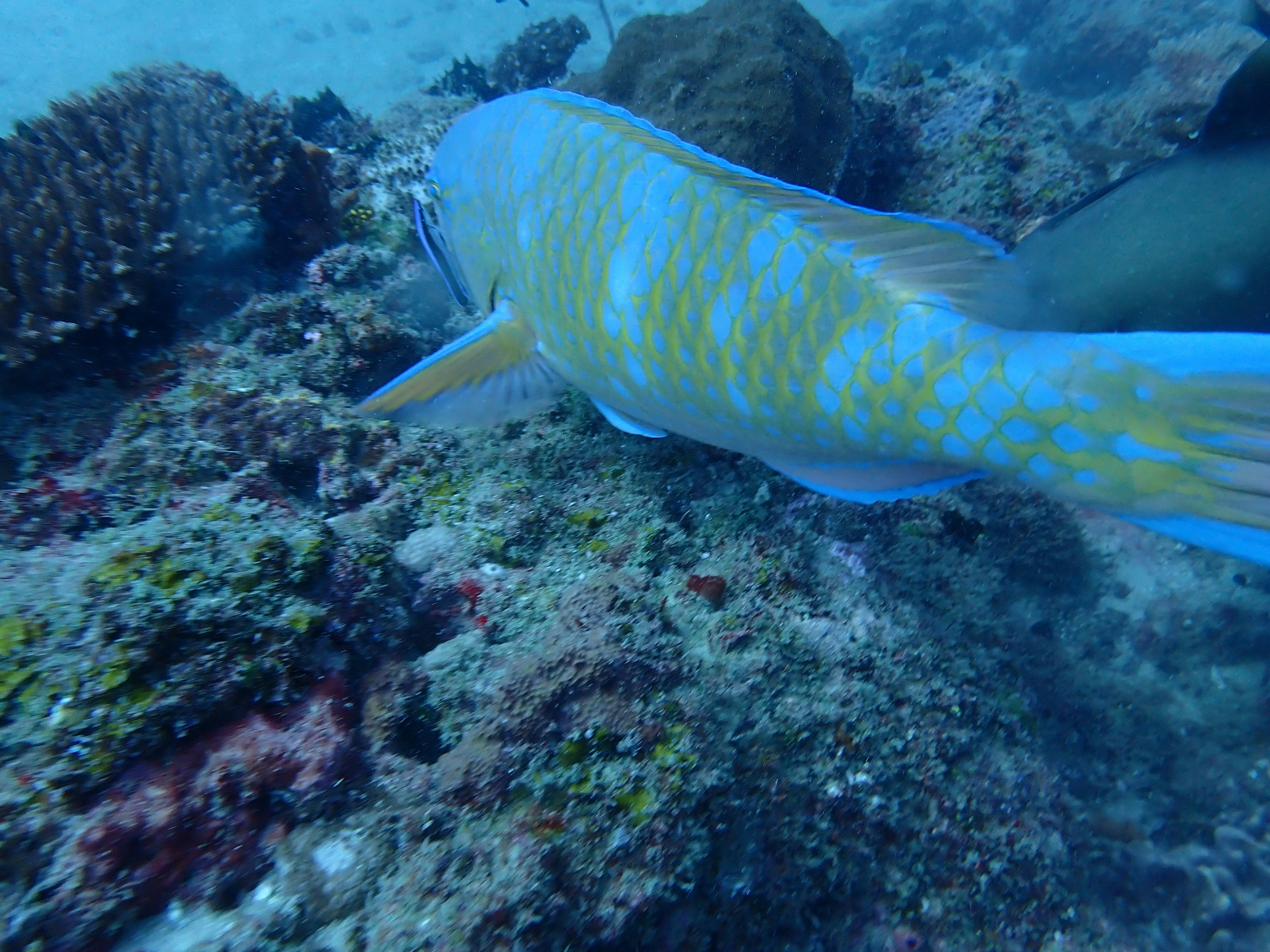 Pesce colorato che nuota vicino a una barriera corallina sott'acqua