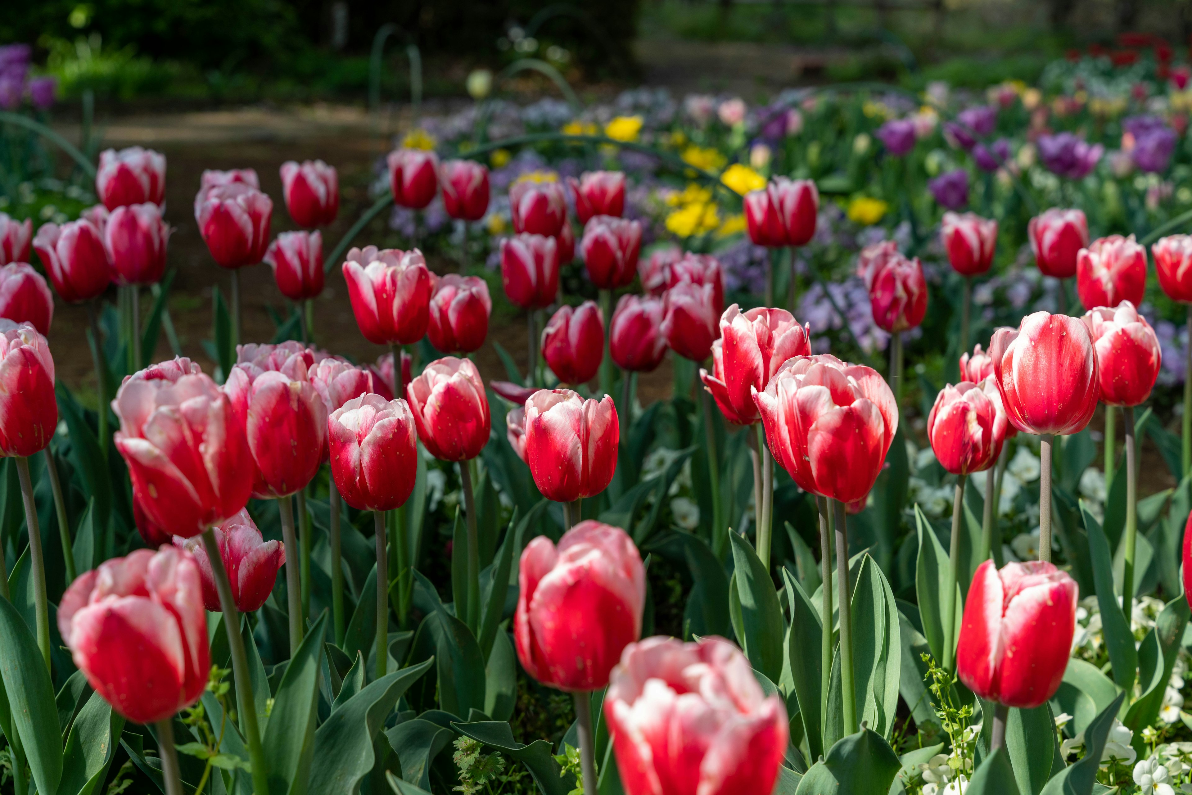 Ein lebhafter Garten mit blühenden roten Tulpen