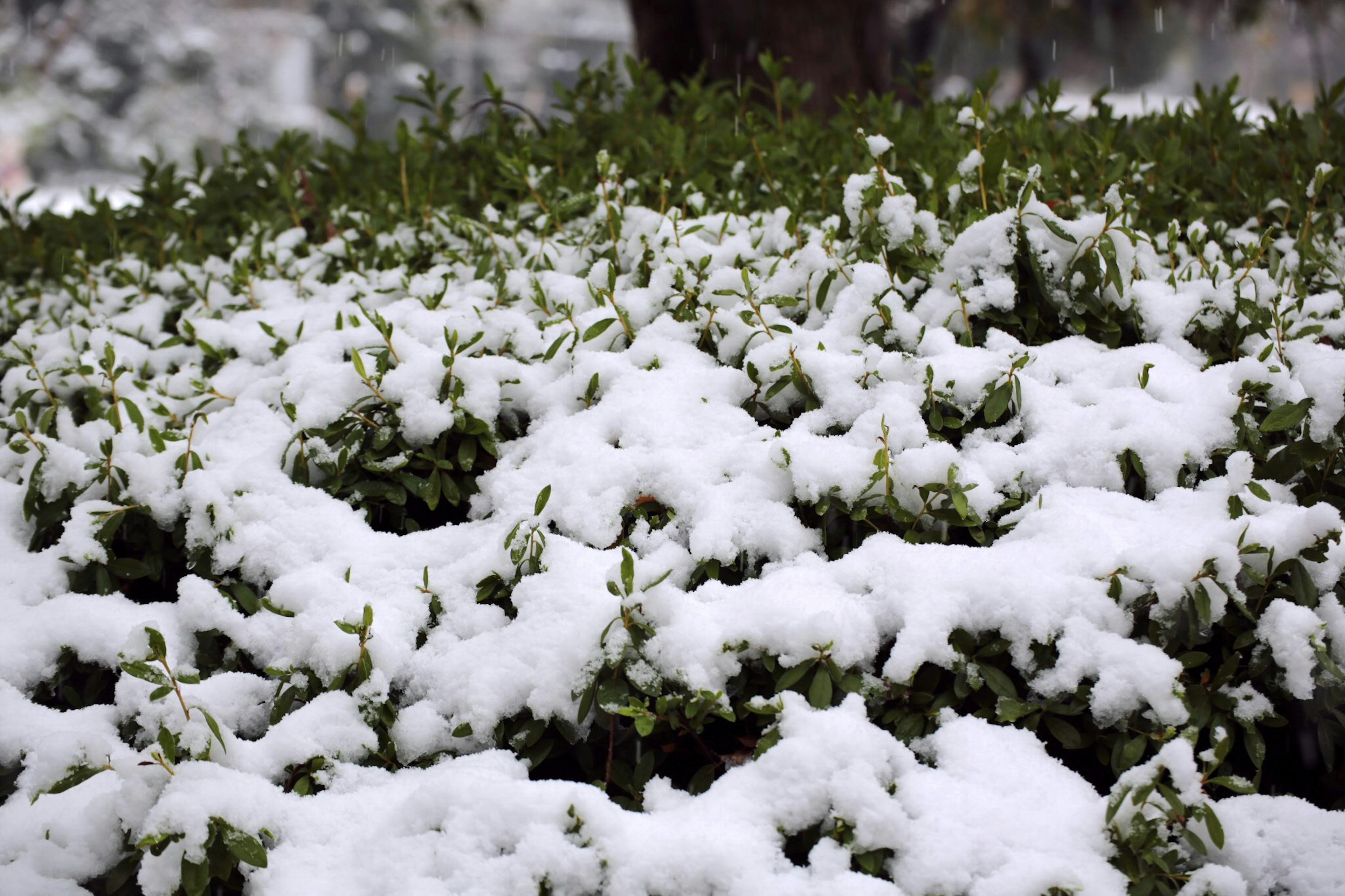 Green plants covered in snow