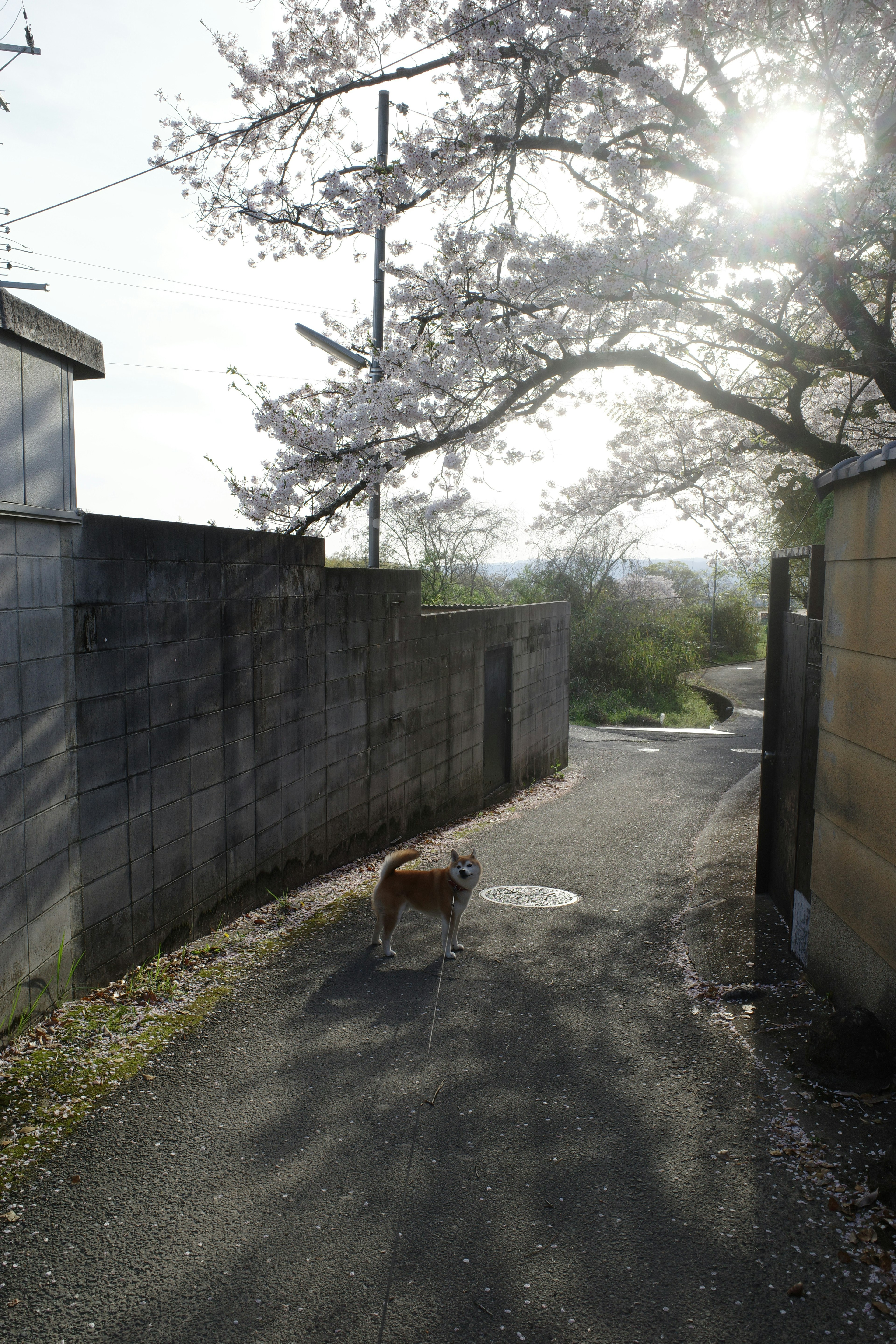 Un perro caminando por un camino tranquilo bajo un árbol de cerezo