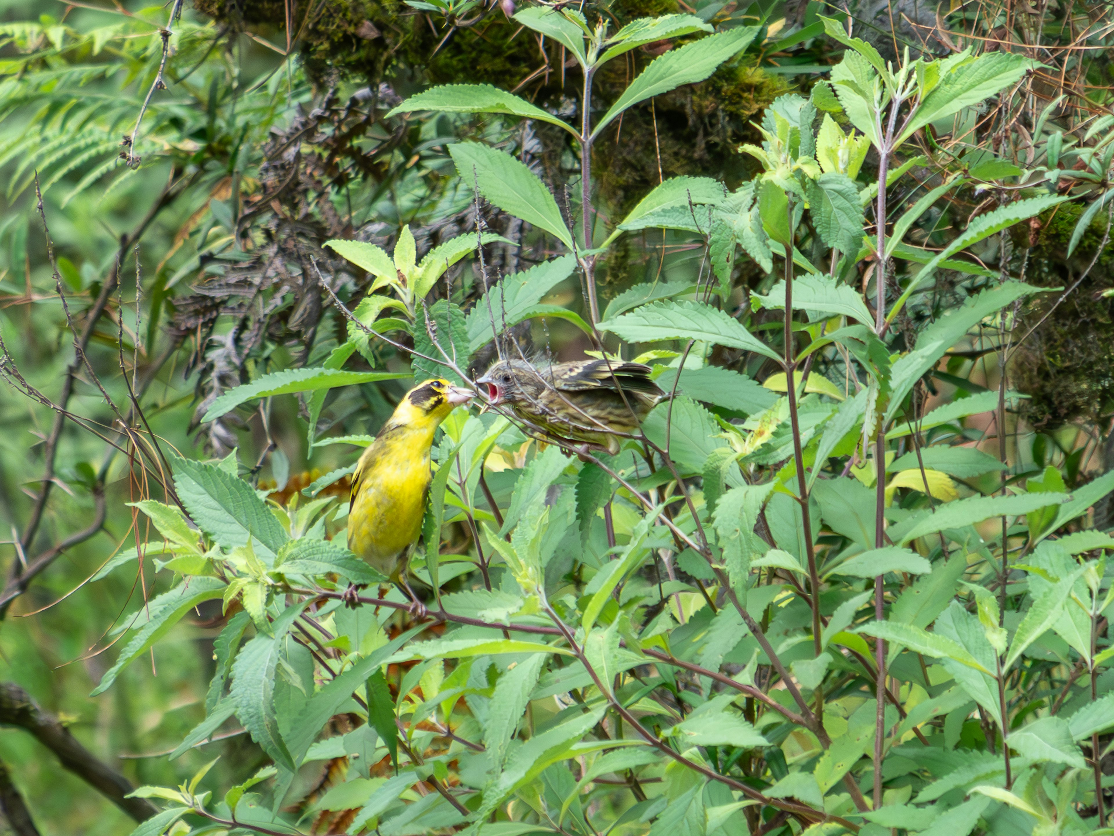 Scène de deux oiseaux entourés de feuilles vertes un jaune et l'autre avec des plumes brunes