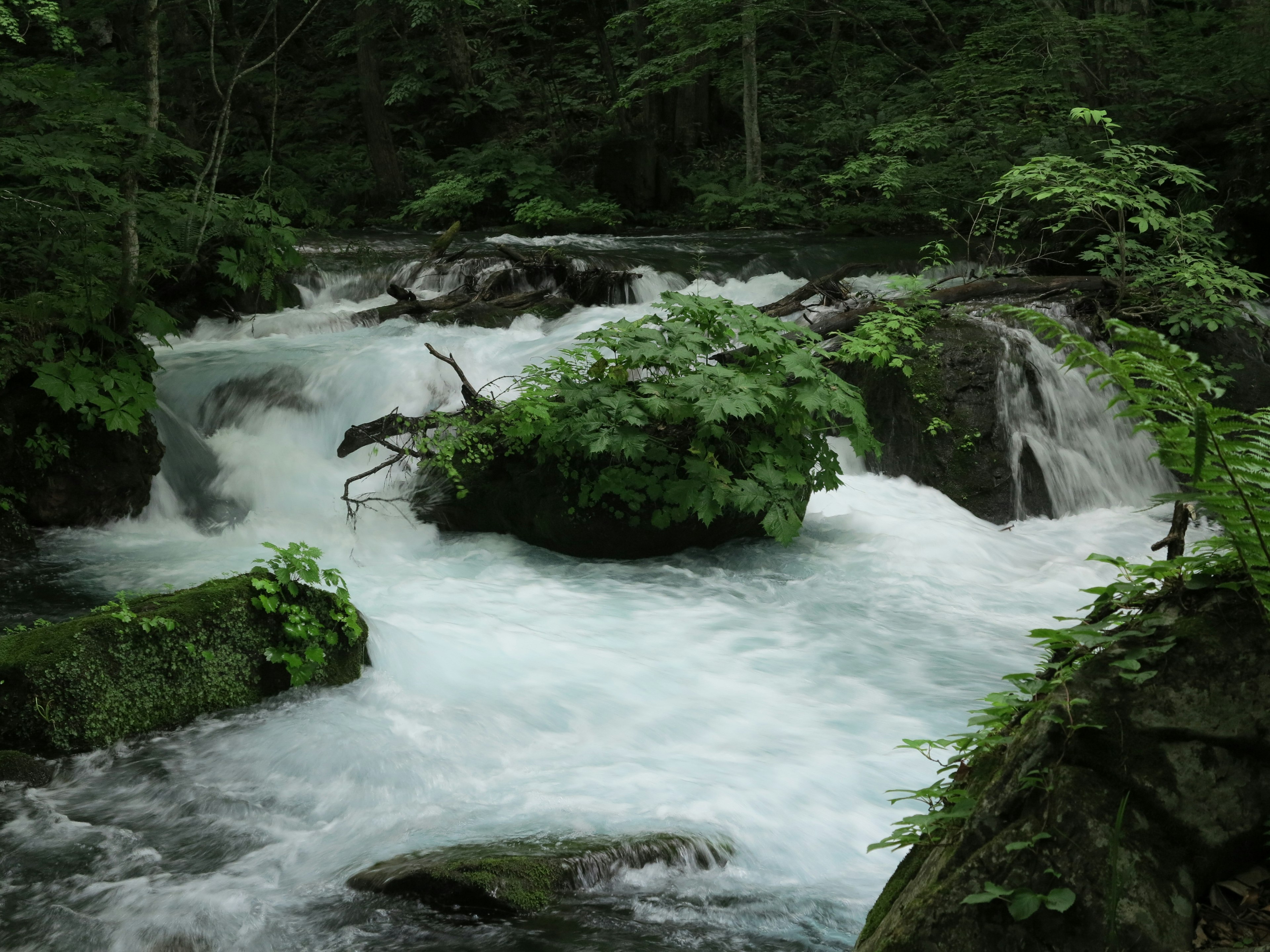 Paysage magnifique avec de l'eau vive et des rochers recouverts de verdure