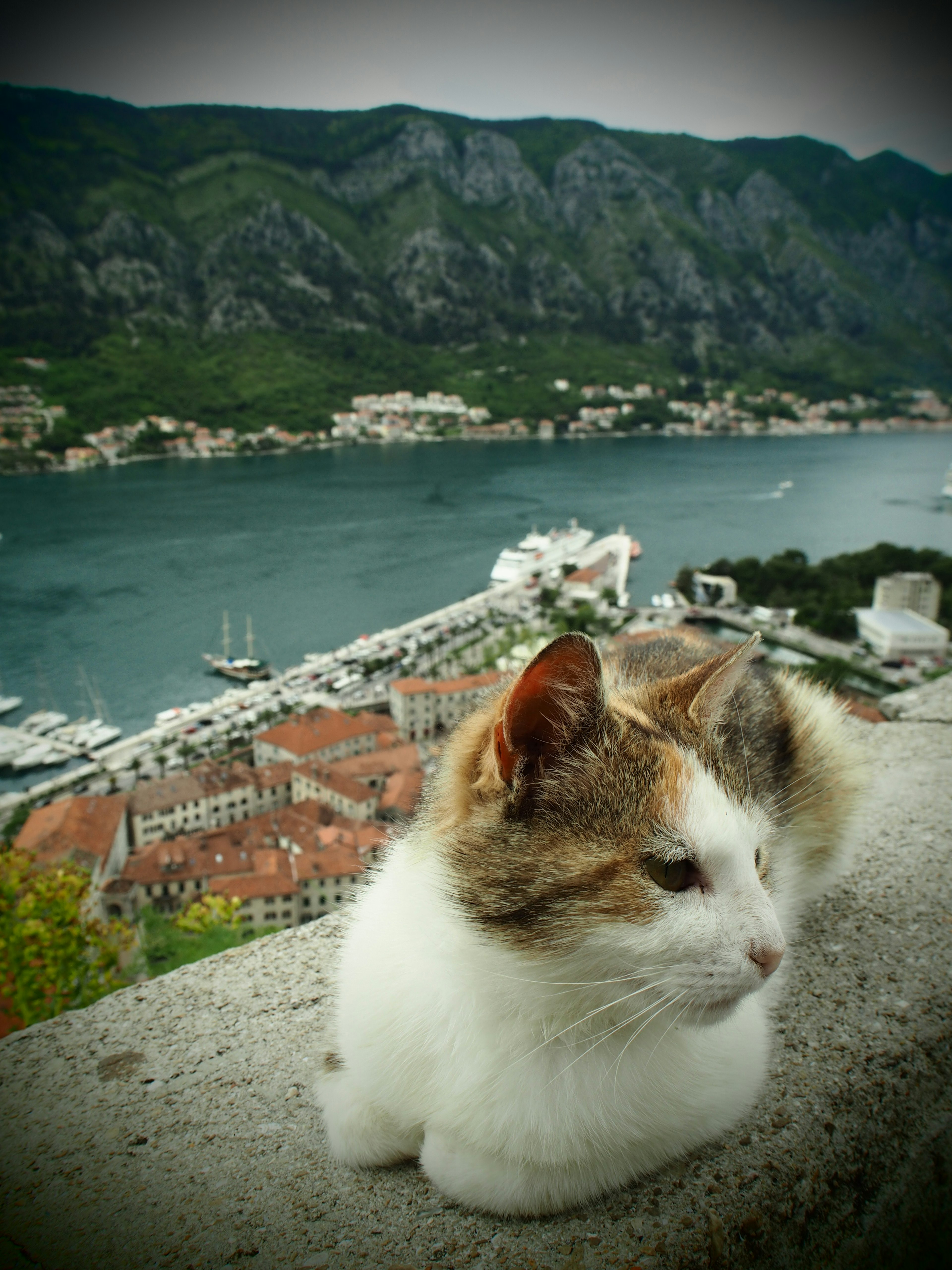 Cat resting on a ledge with a scenic view of the sea and mountains