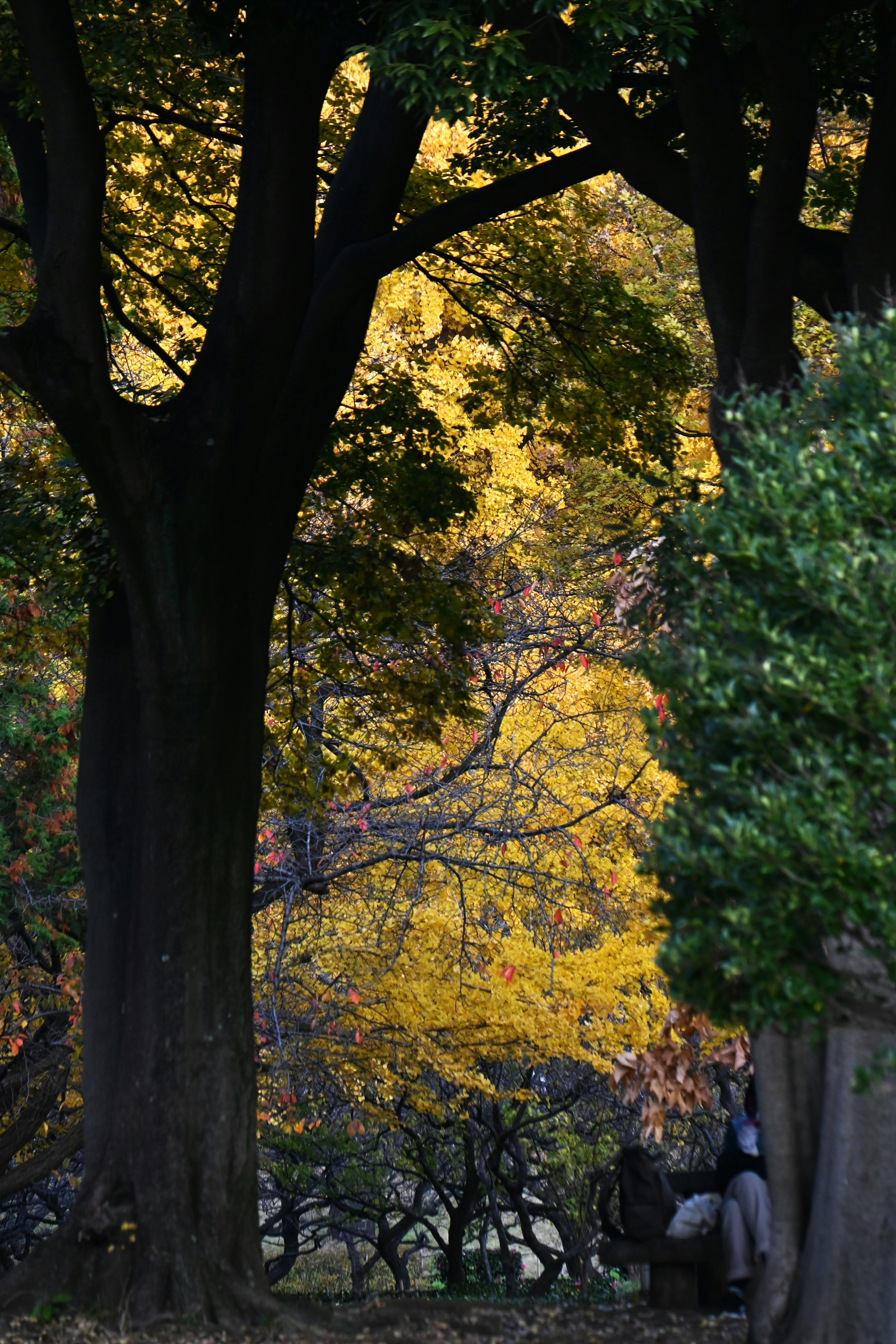 Scenic view of autumn trees with vibrant yellow leaves in a park