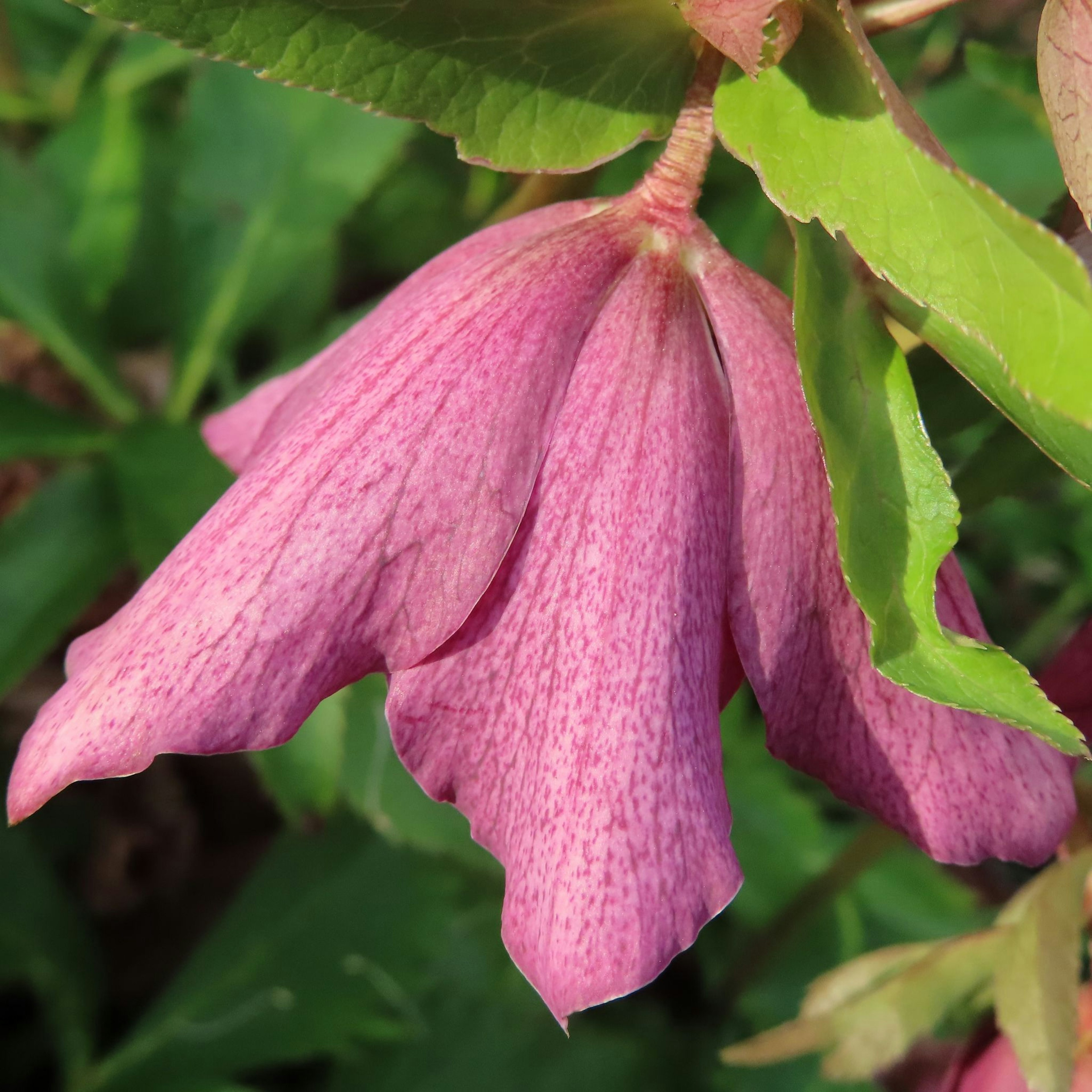 Primer plano de una flor con pétalos morados claros distintivos