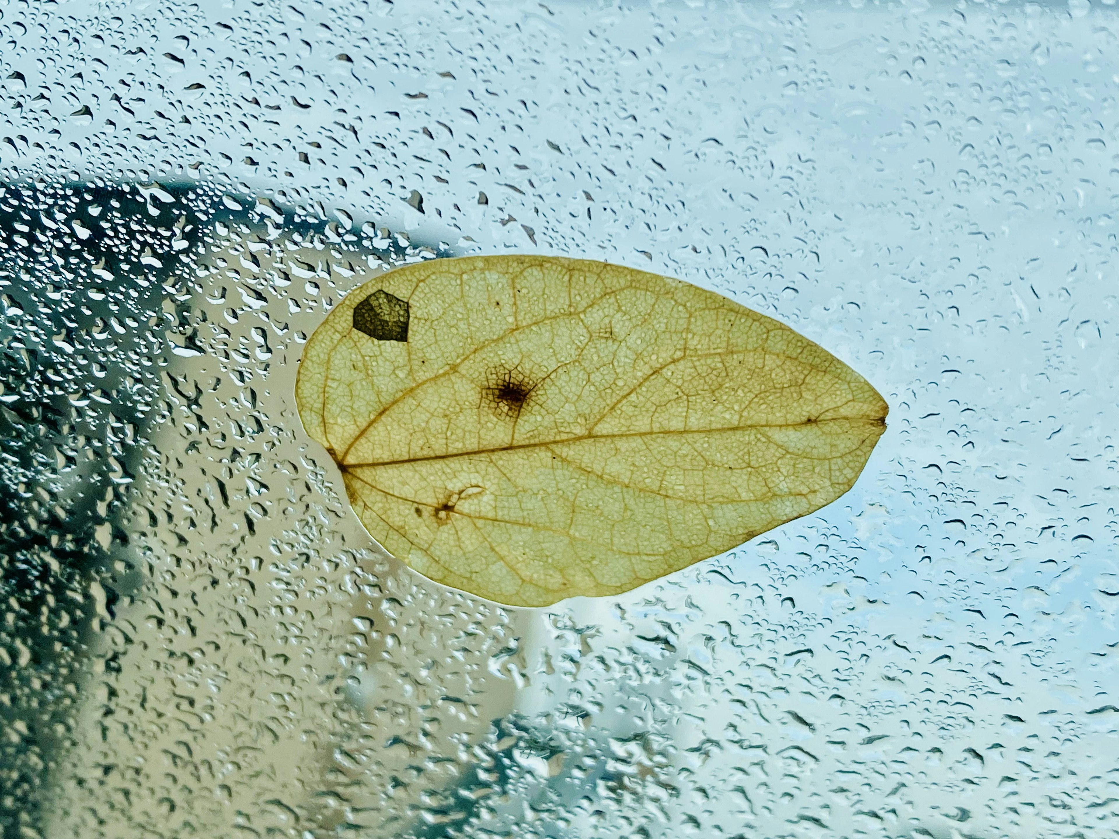 Gambar close-up daun kering menempel di jendela basah