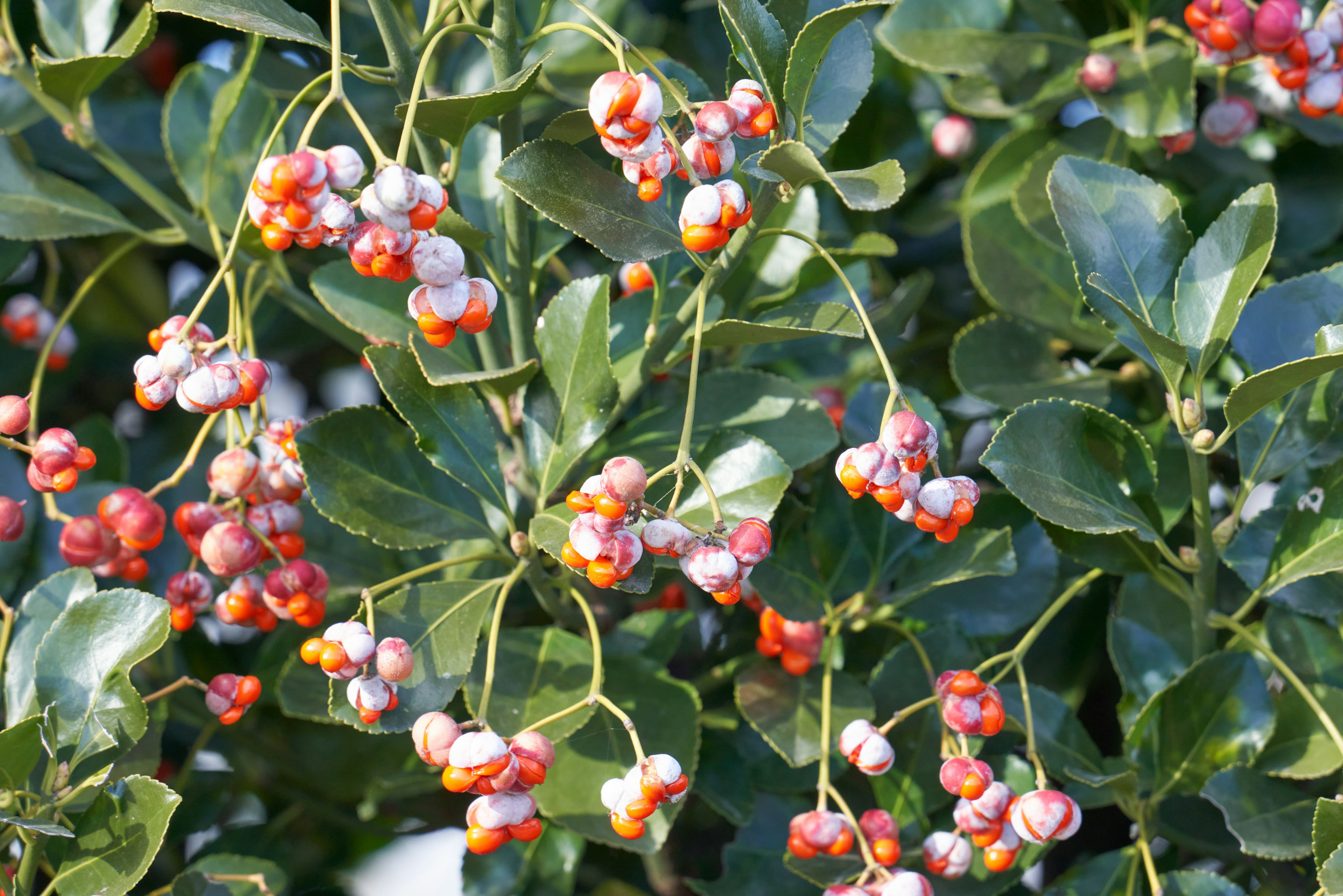 A plant with green leaves and clusters of red and white berries