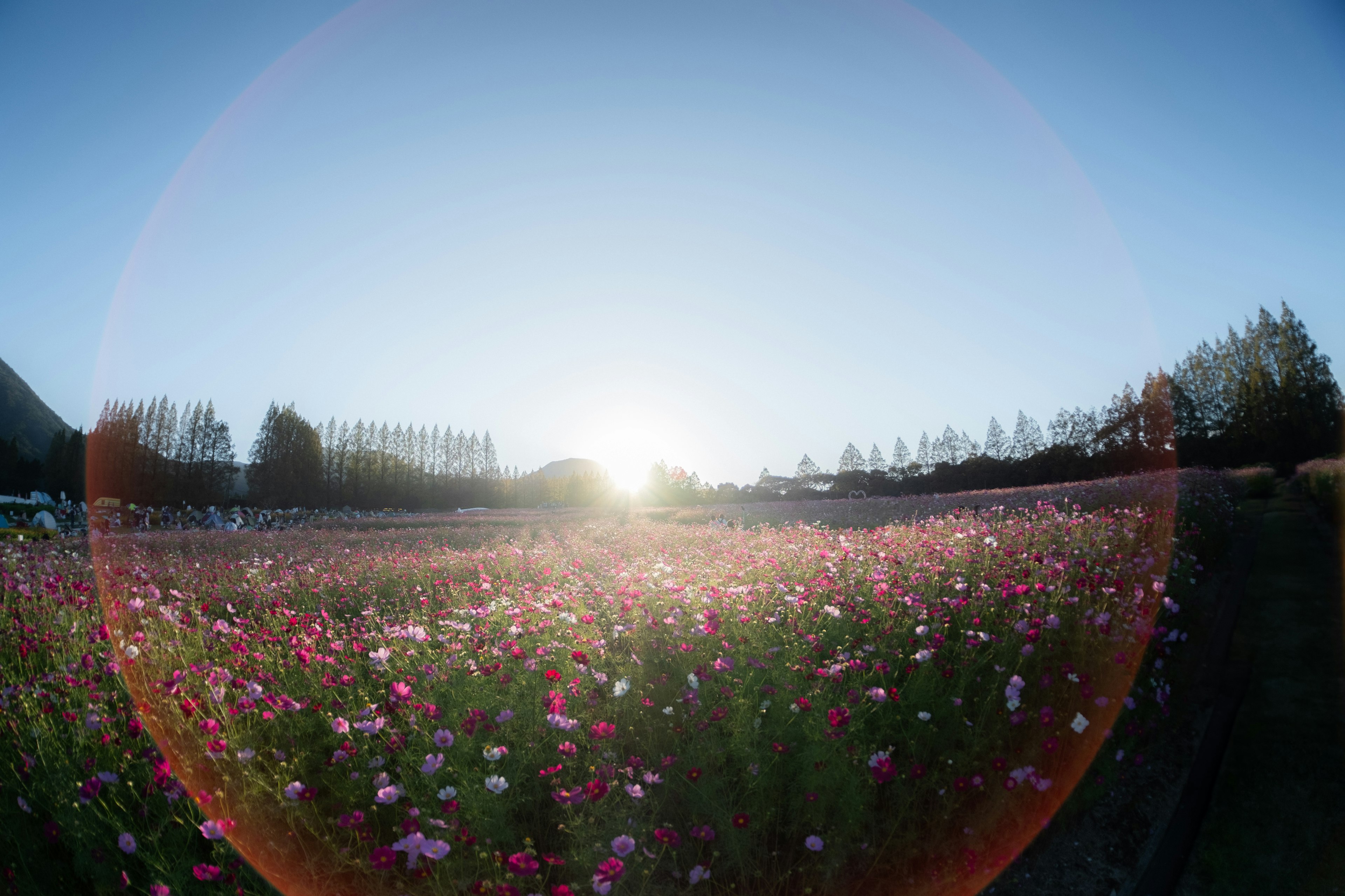 Amplio campo de flores con el amanecer de fondo