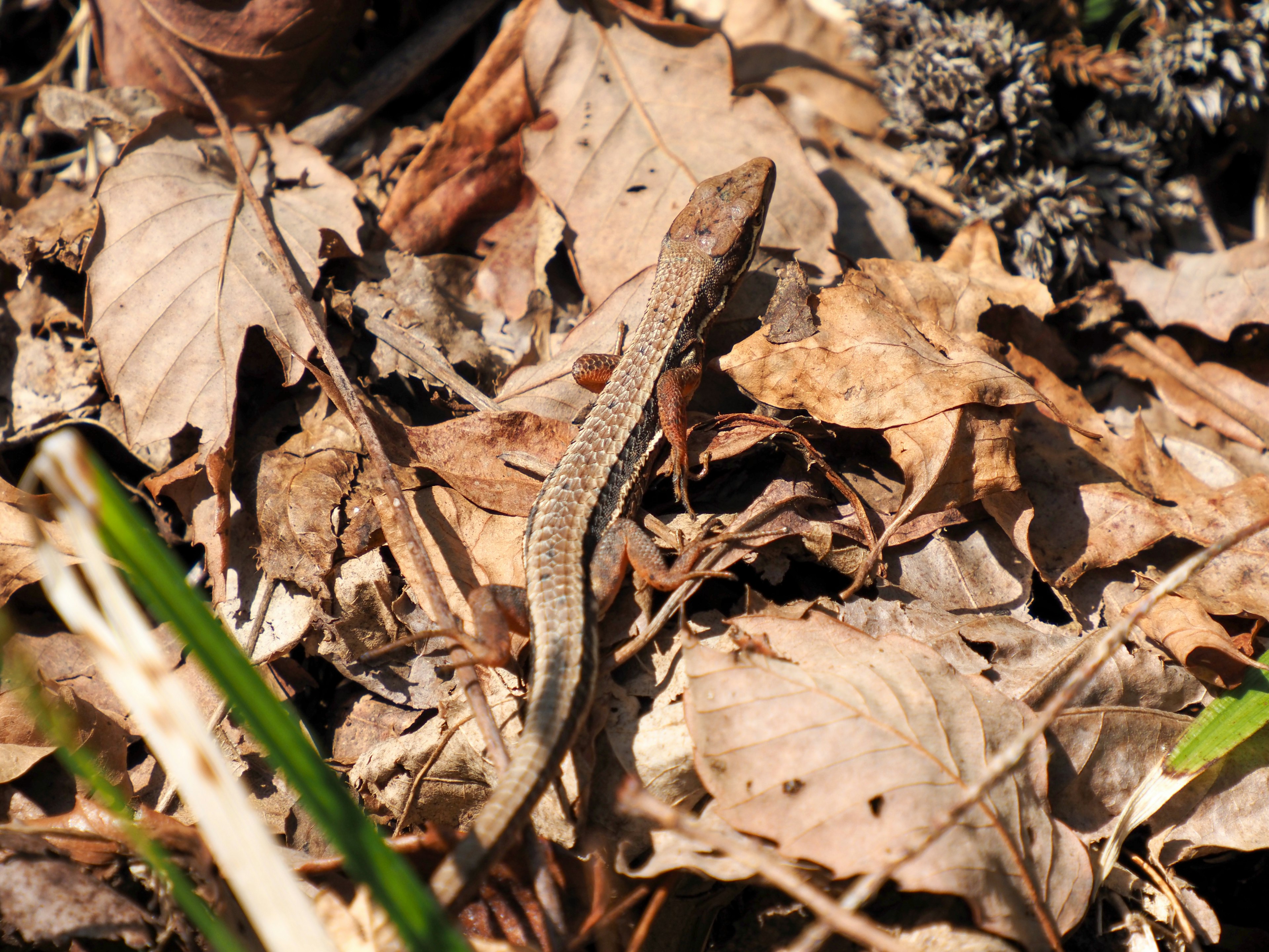 Un pequeño lagarto sobre hojas secas