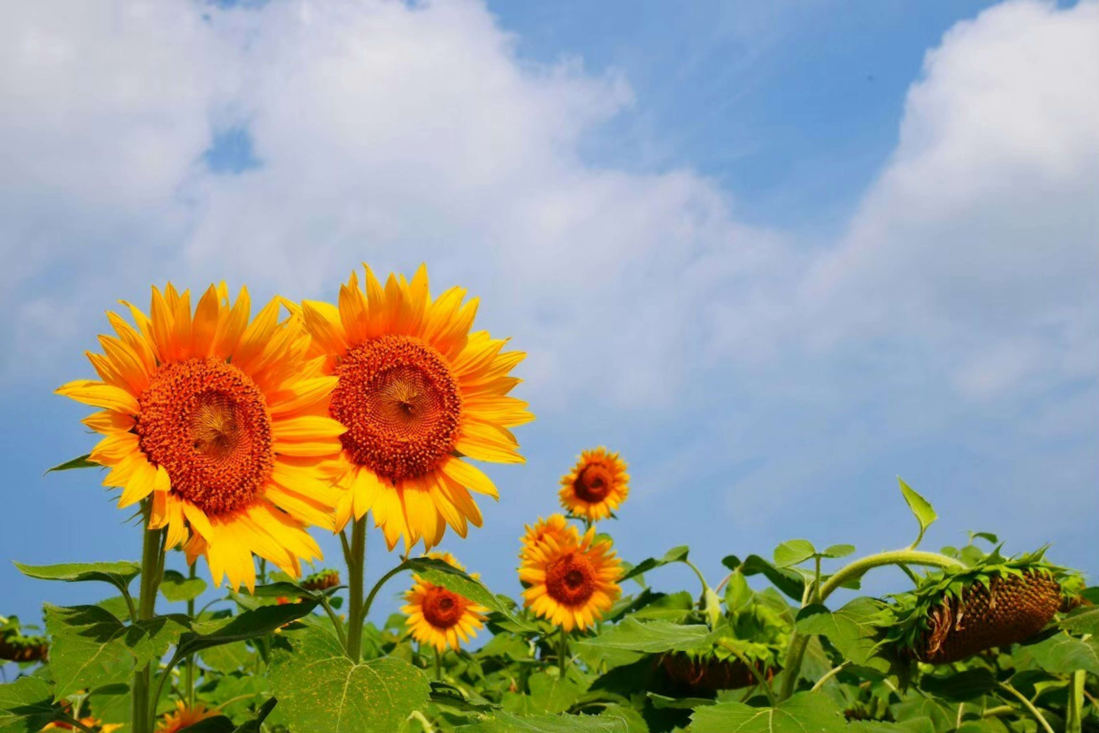 Vibrant sunflowers blooming under a blue sky