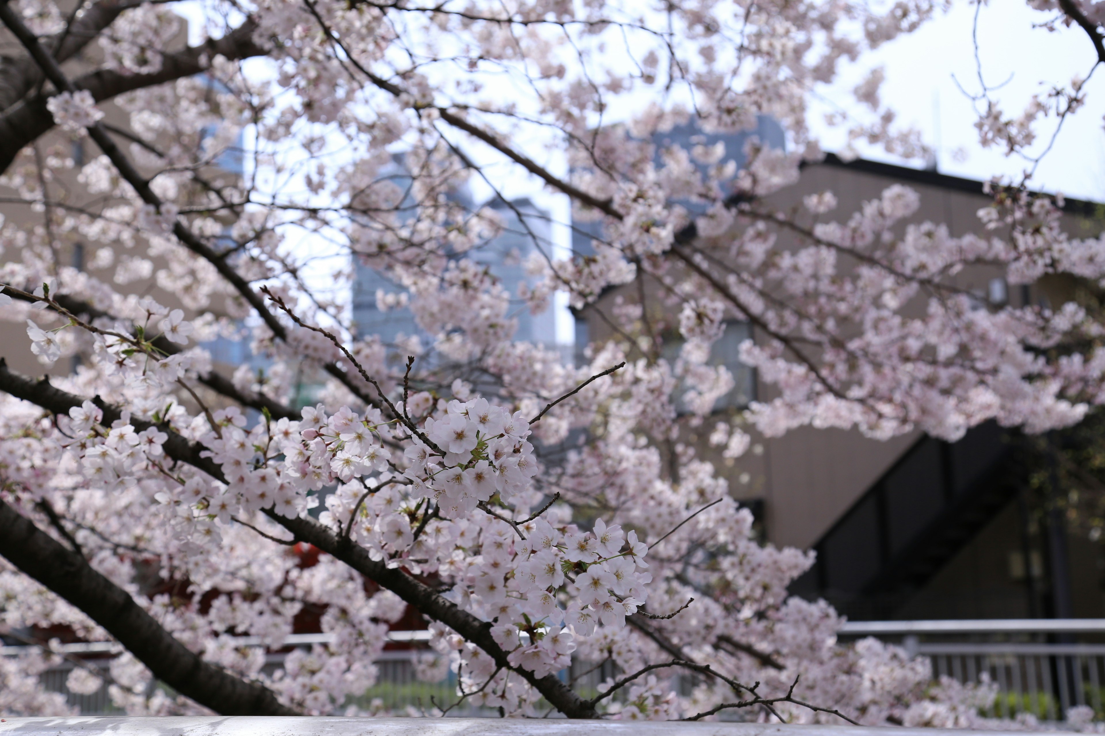 Cabang bunga sakura dengan bunga merah muda dan gedung kota di latar belakang