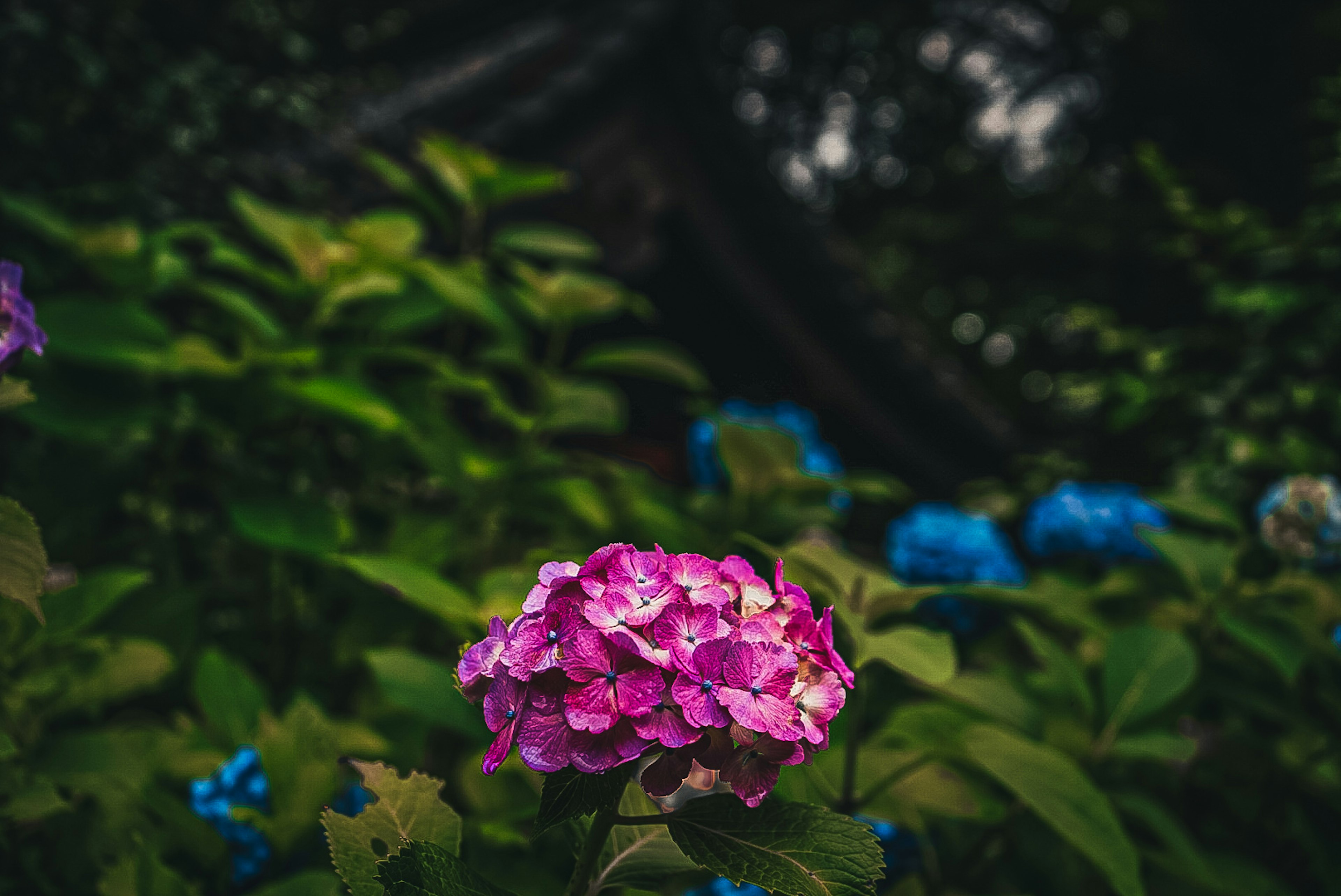 色とりどりの紫陽花の花が緑の葉に囲まれている