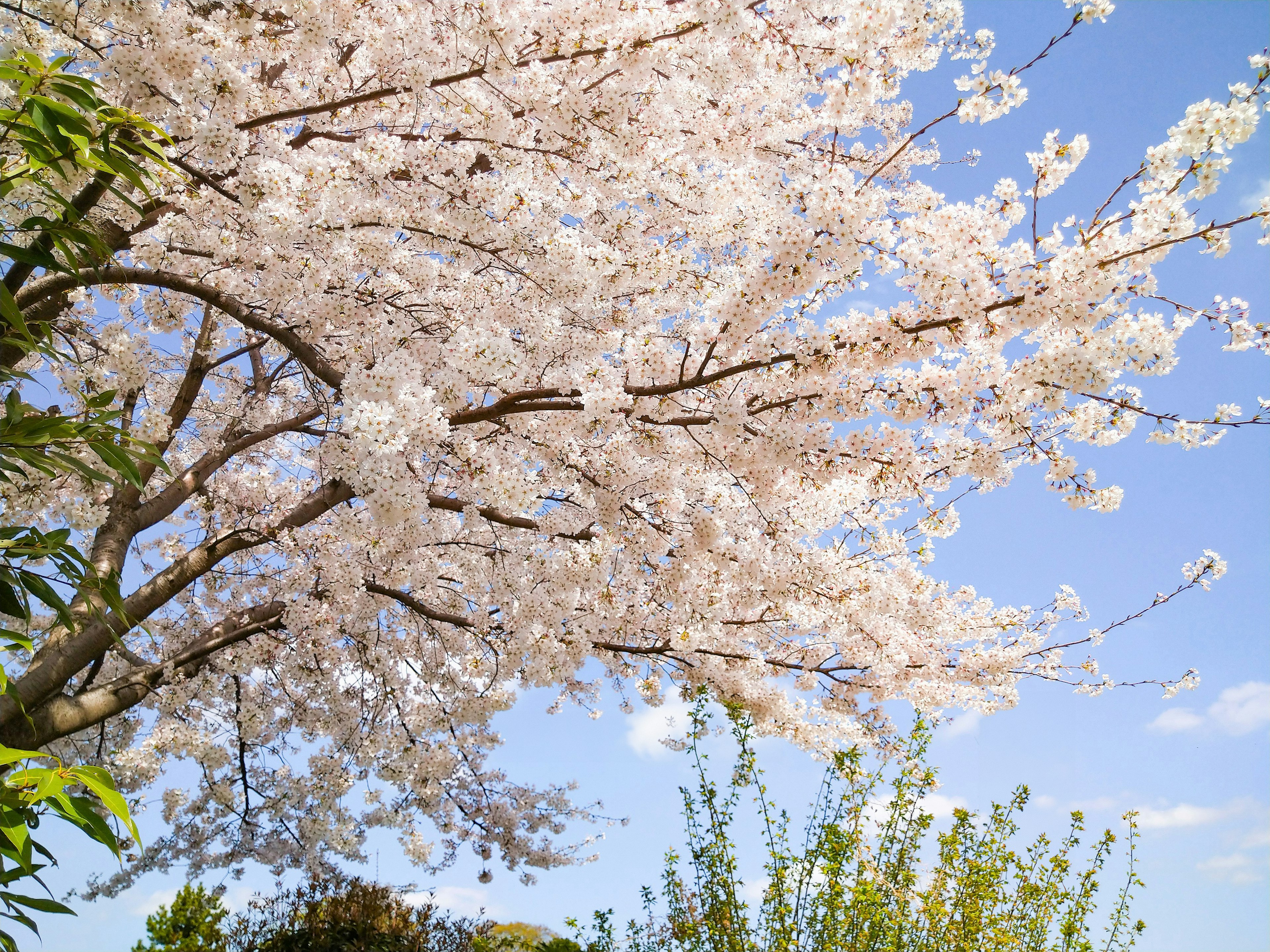 Albero di ciliegio in fiore con fiori rosa sotto un cielo blu chiaro