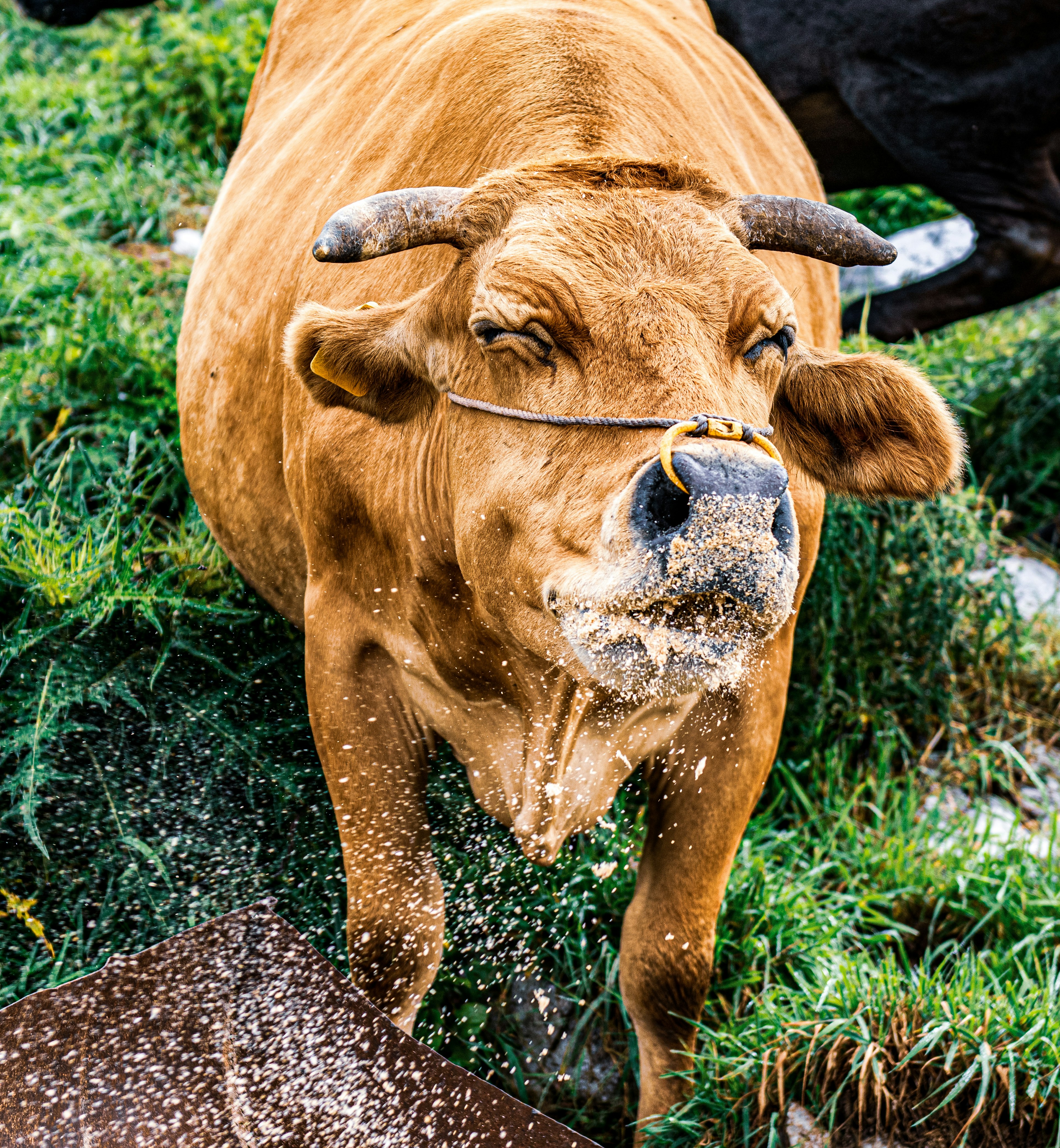 Close-up sapi cokelat minum air di tengah rumput hijau