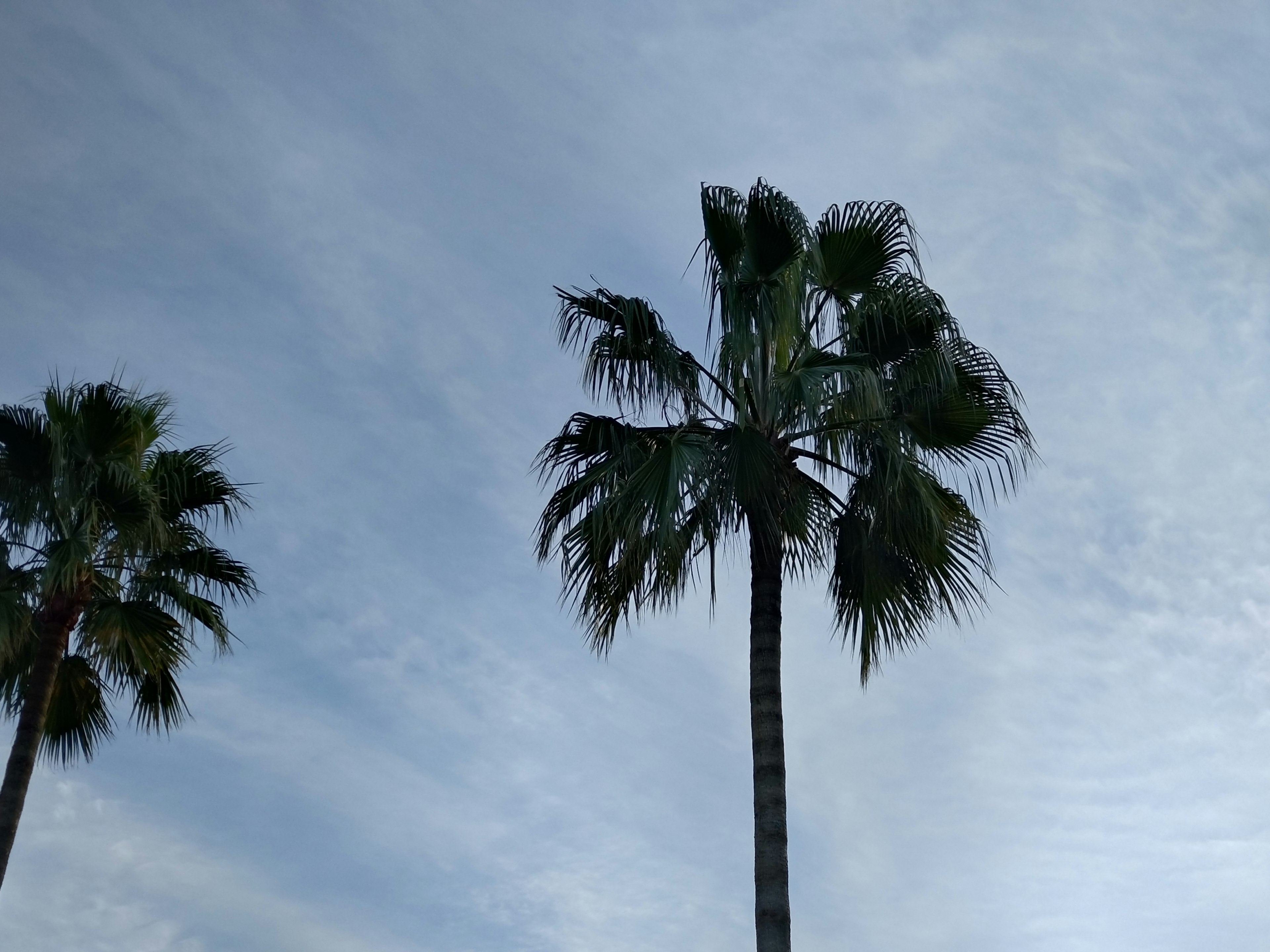 Due palme in controluce contro un cielo nuvoloso