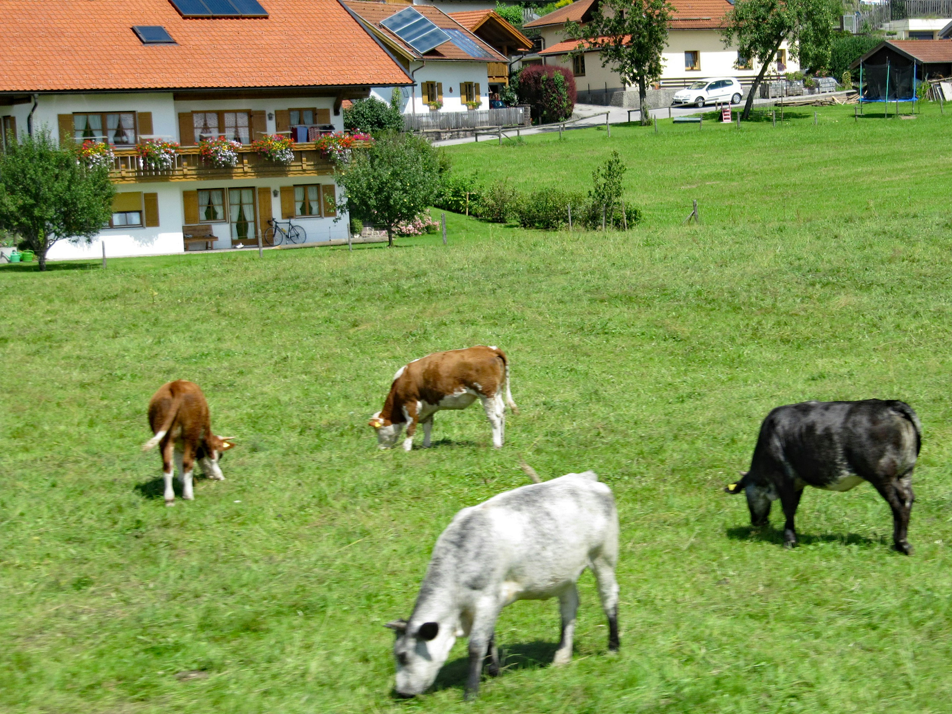 Sapi merumput di padang hijau dengan rumah di latar belakang