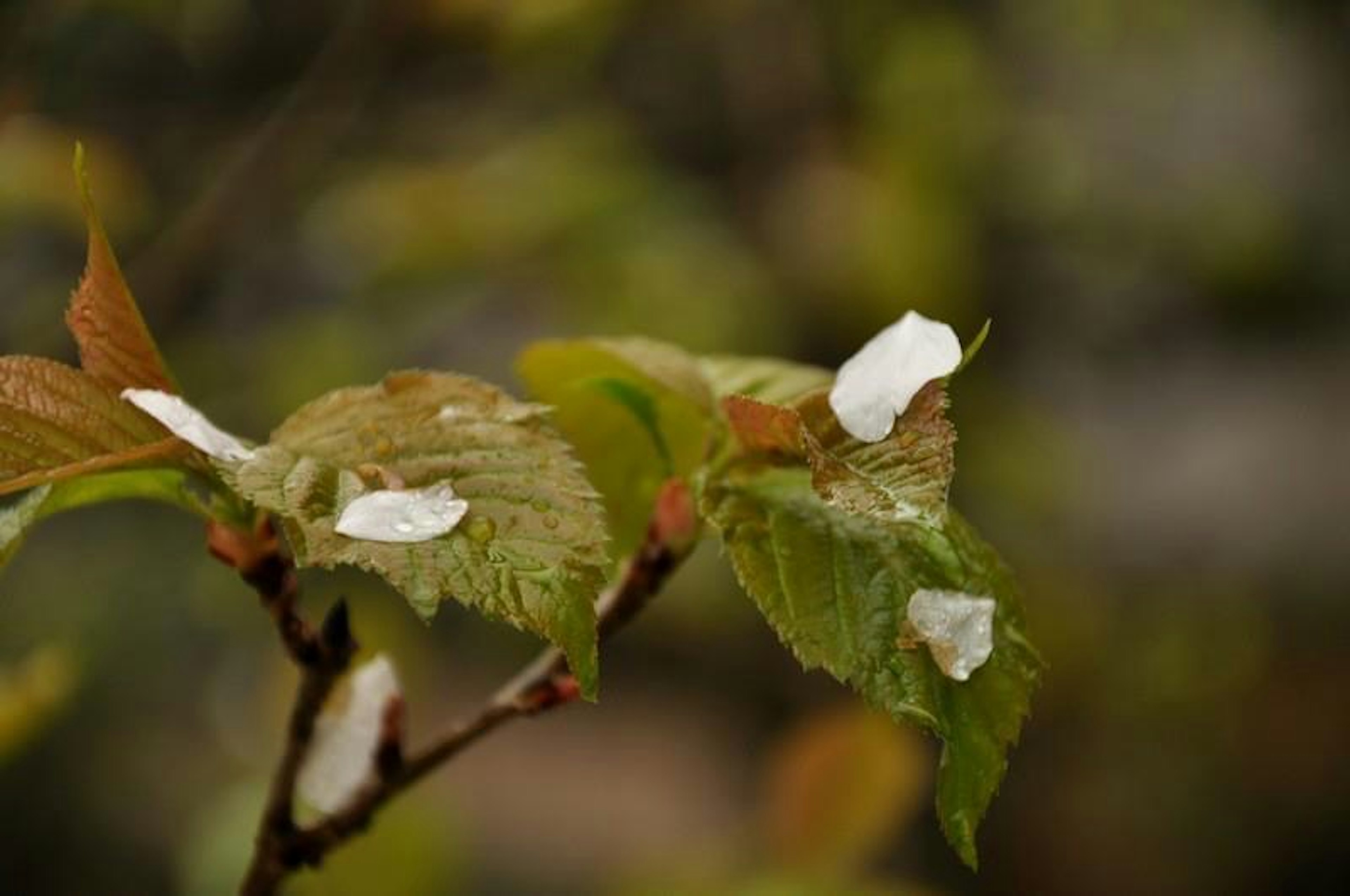 Hojas verdes con pétalos de flores blancas esparcidos