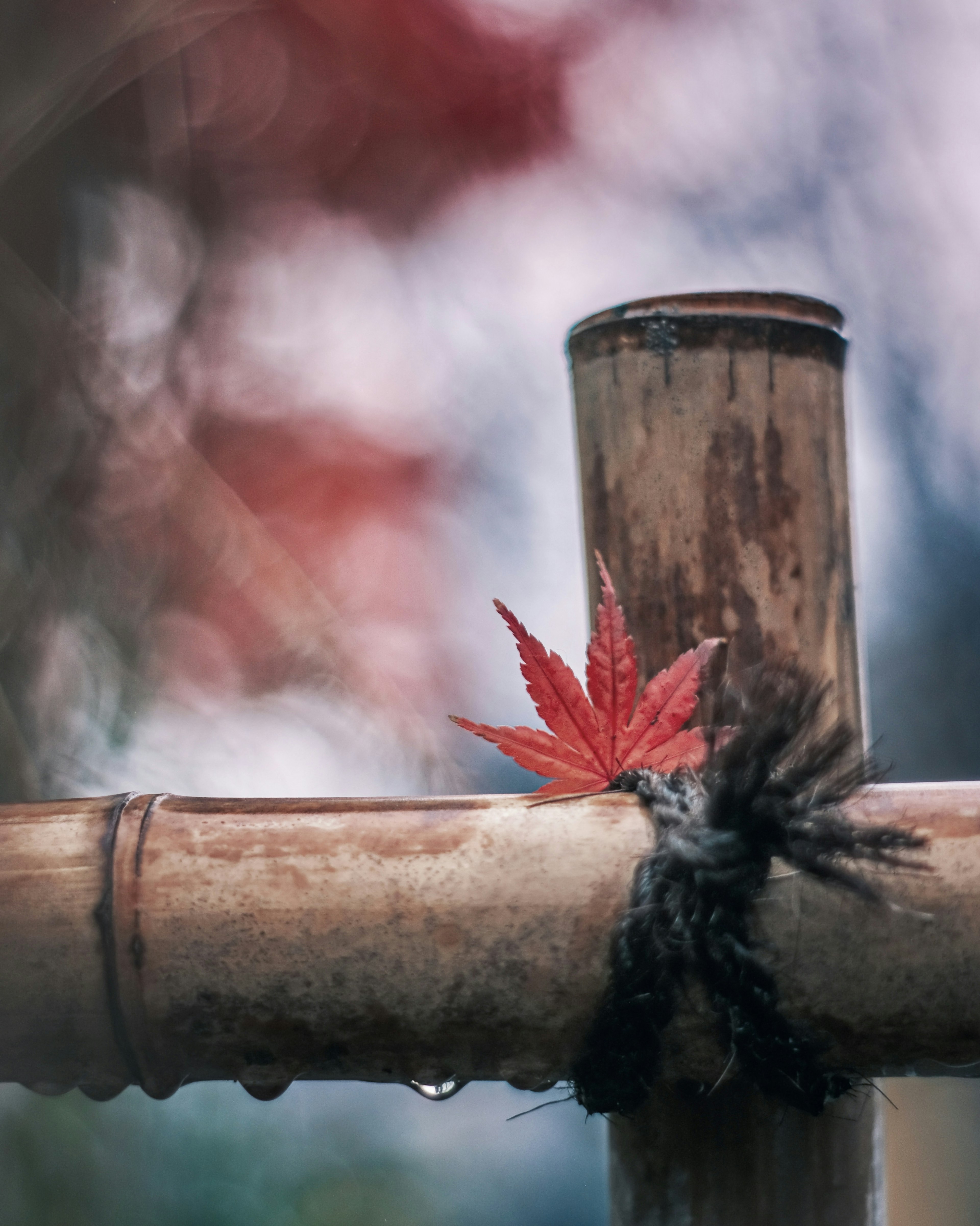 A red leaf resting on a bamboo branch with a blurred background