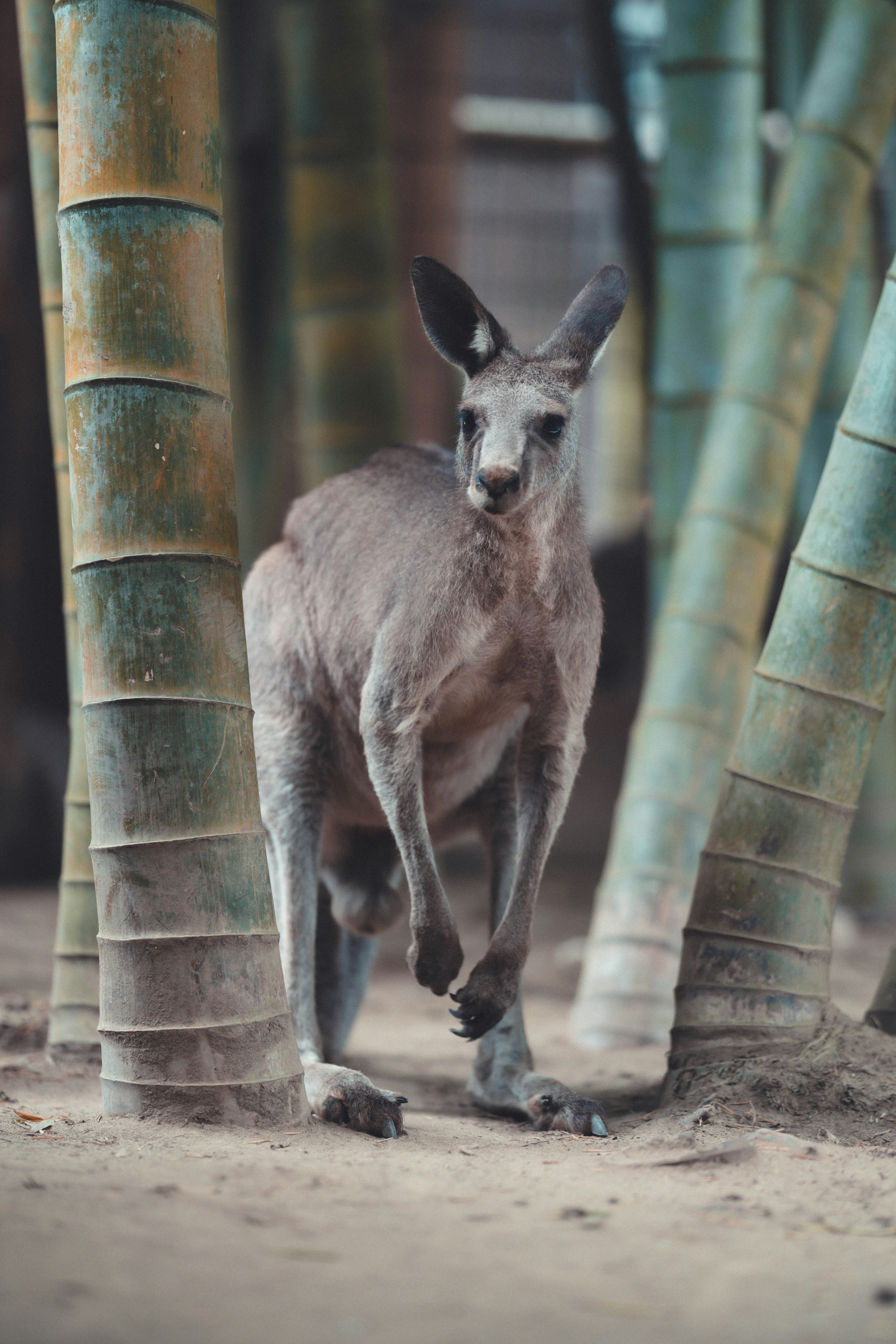 Kangaroo walking among bamboo stalks