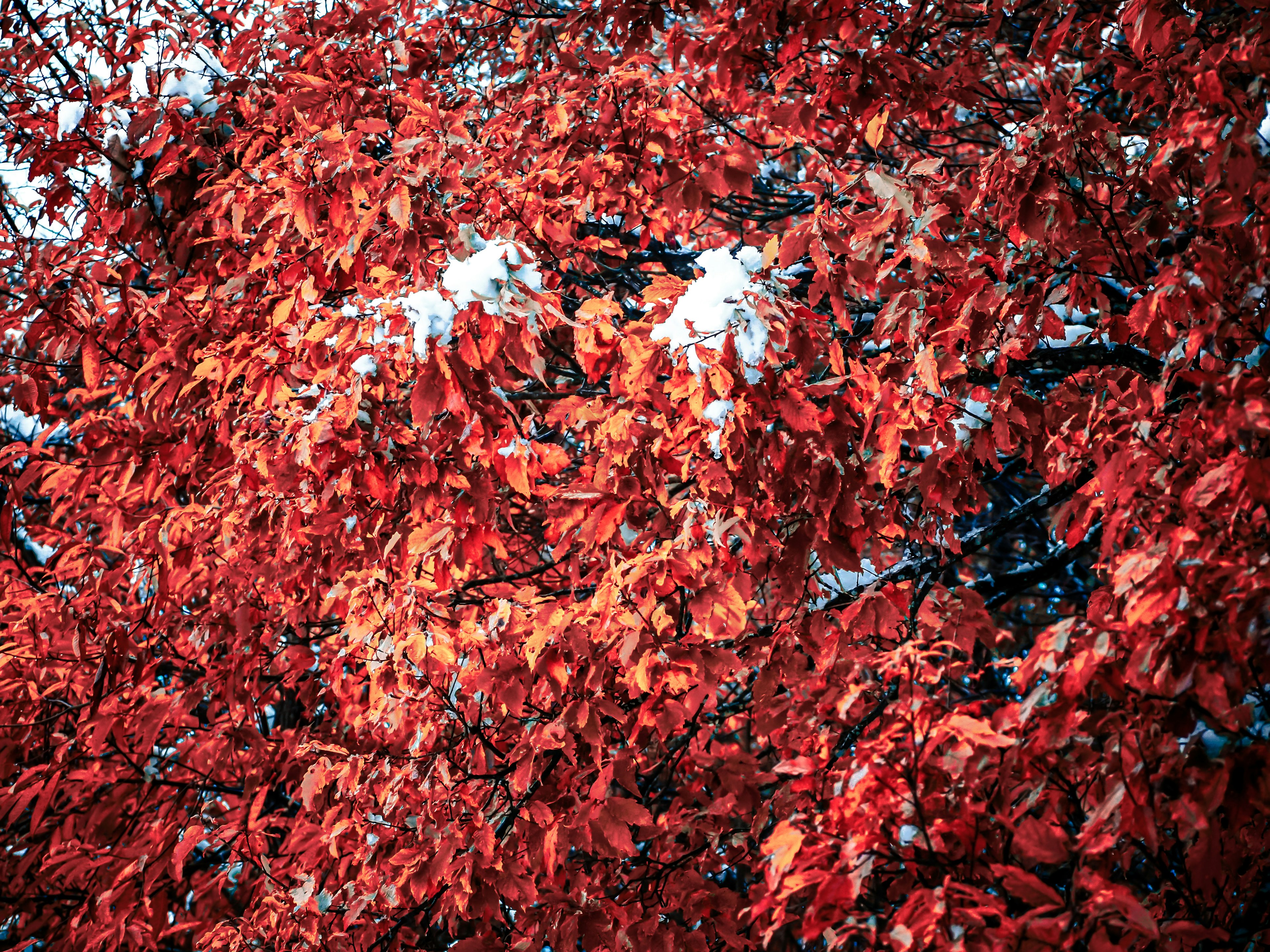 Foglie rosse vivaci contrastate da macchie di neve su un albero