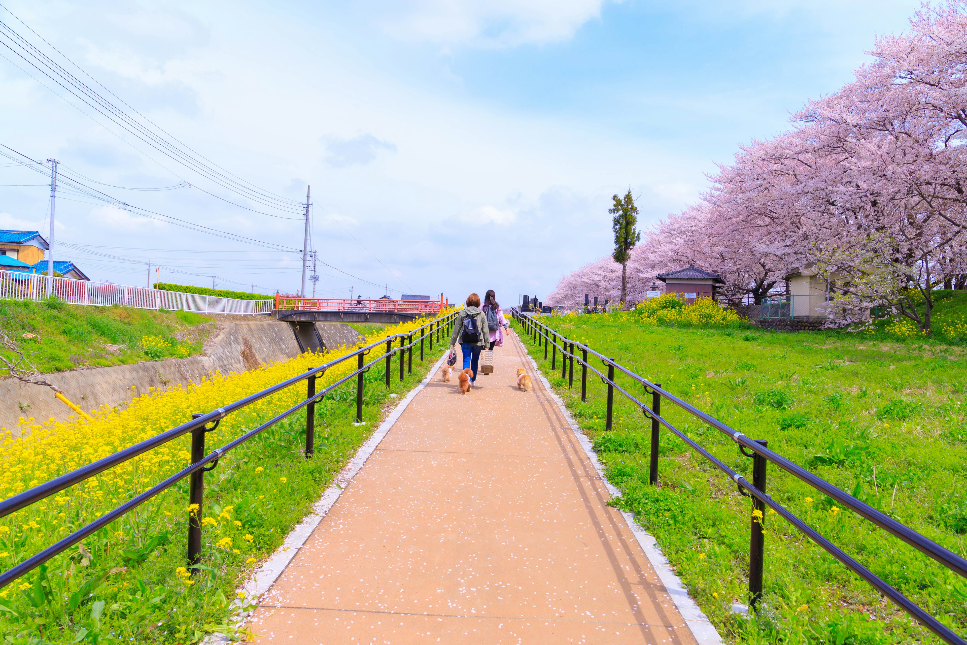 Sentiero panoramico con alberi di ciliegio in fiore e persone che passeggiano