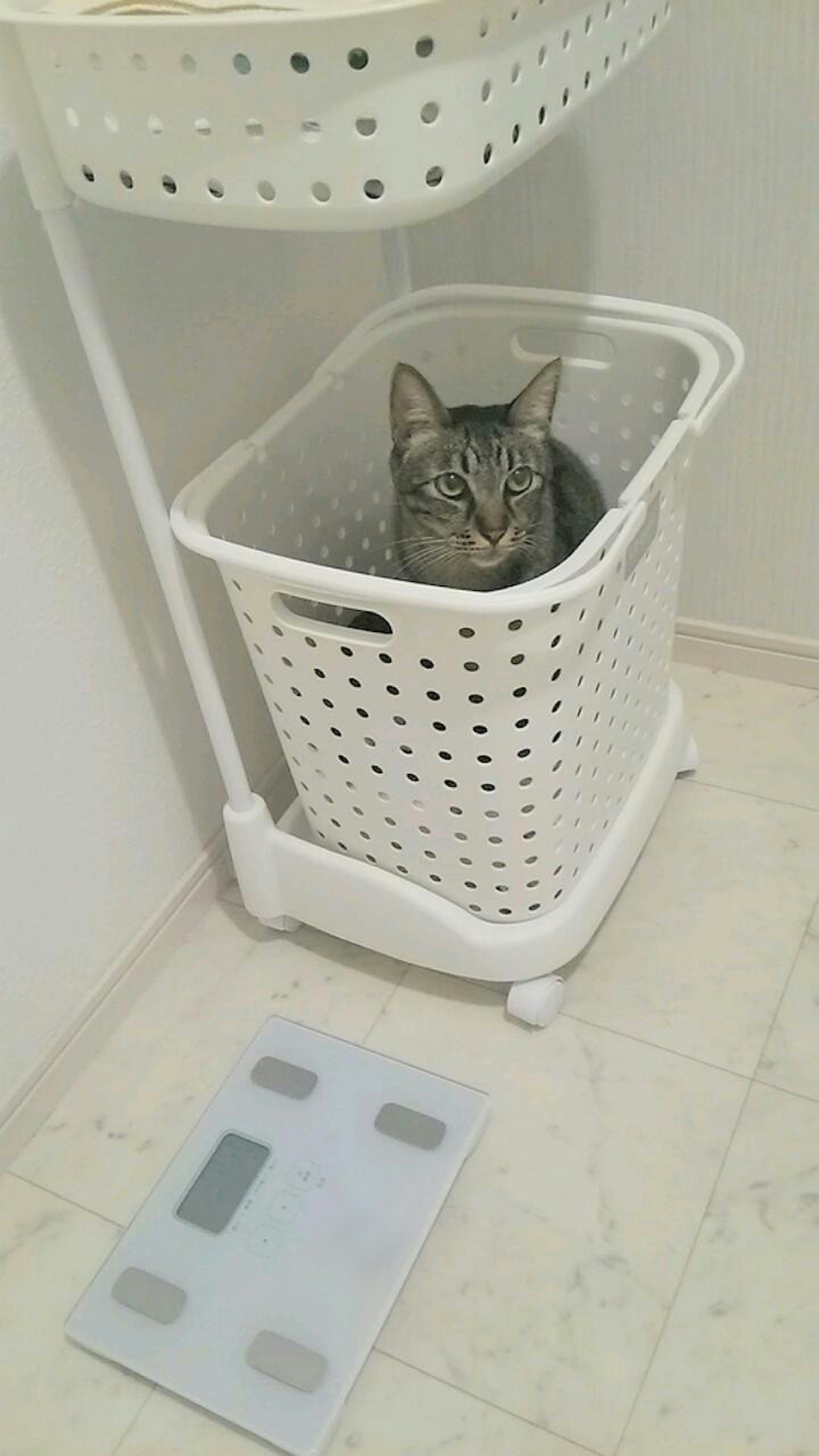 Un chat assis dans un panier à linge blanc