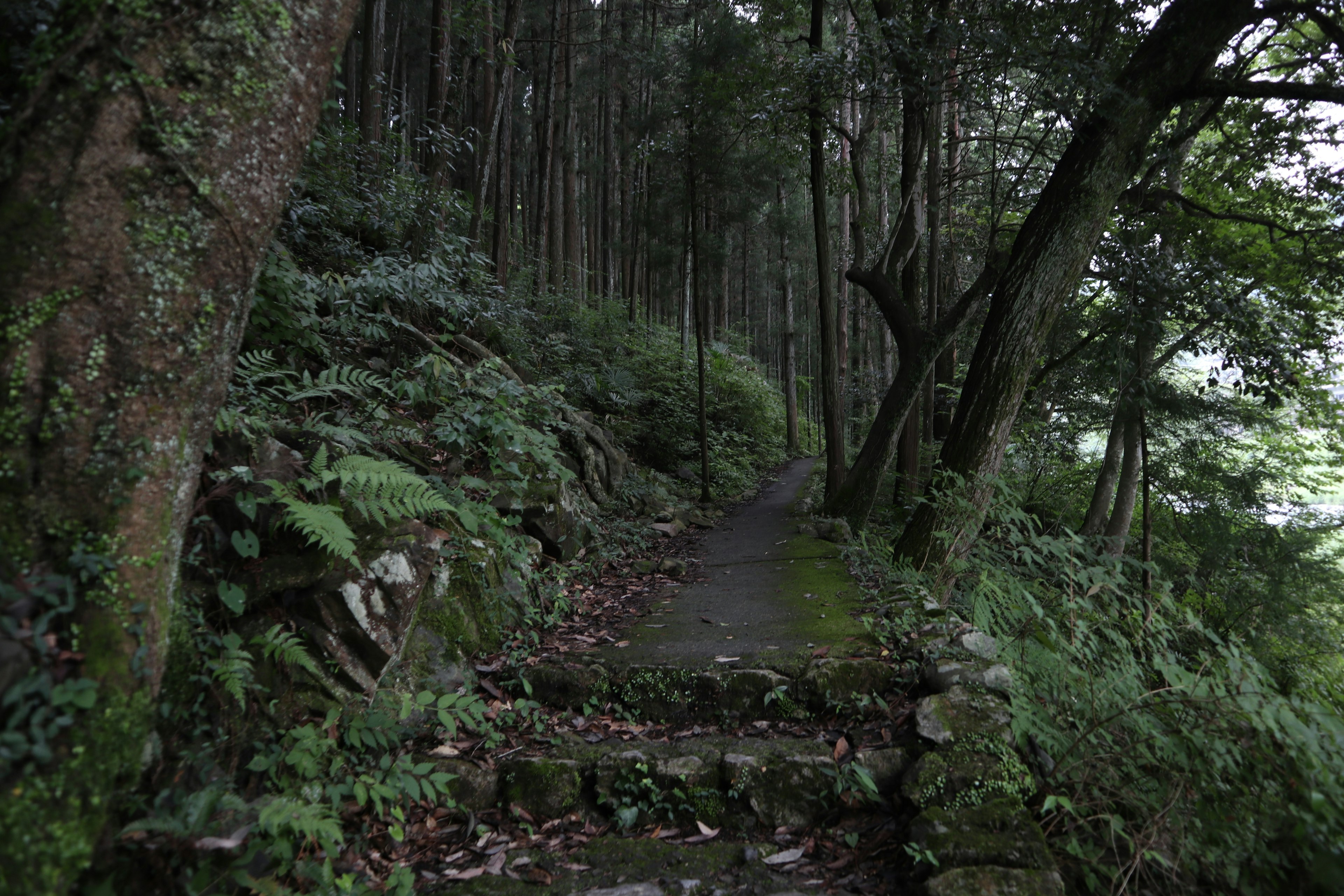 緑の木々に囲まれた静かな小道の写真