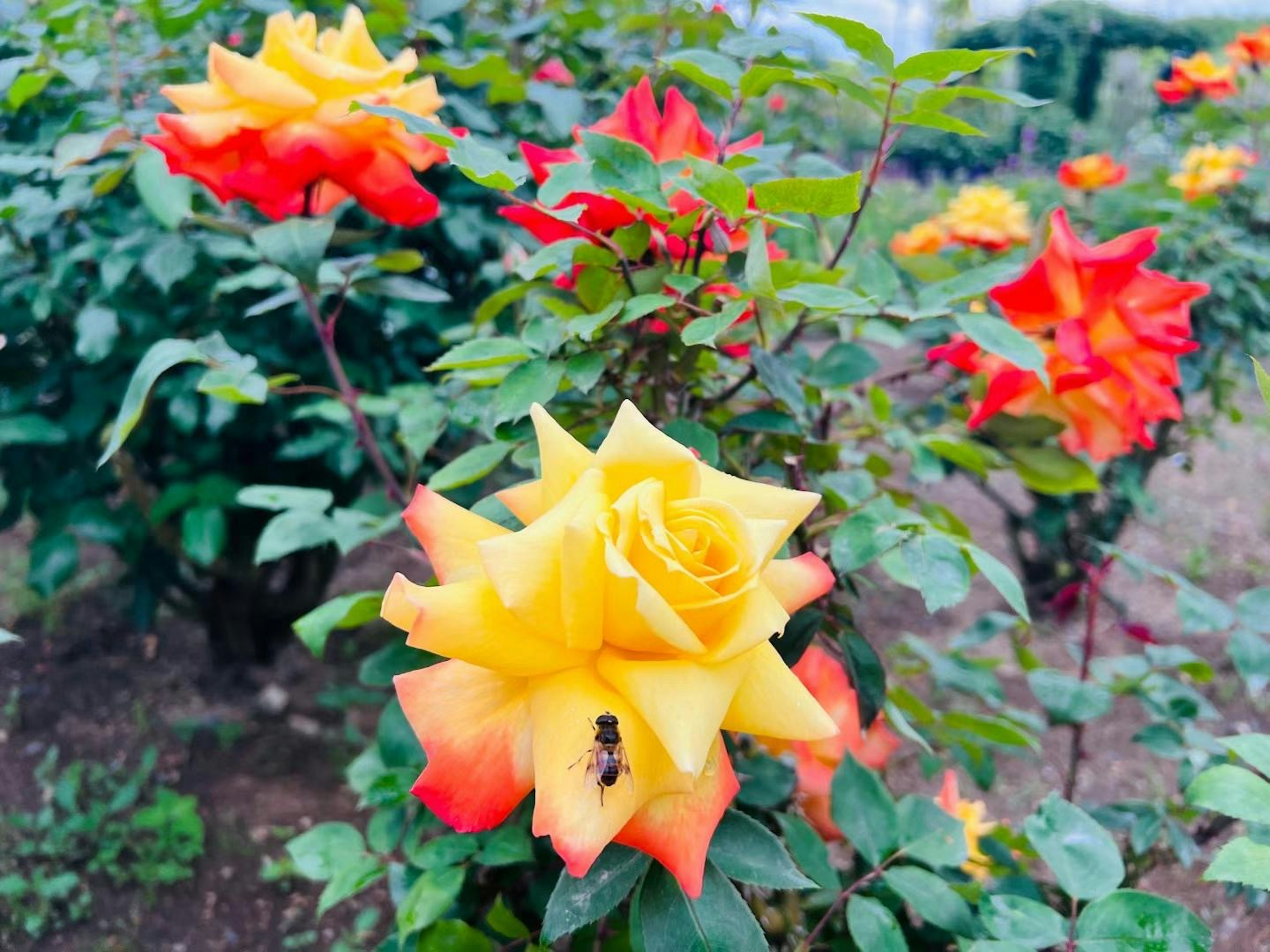 Rose gialle e arancioni vivaci che fioriscono in un giardino