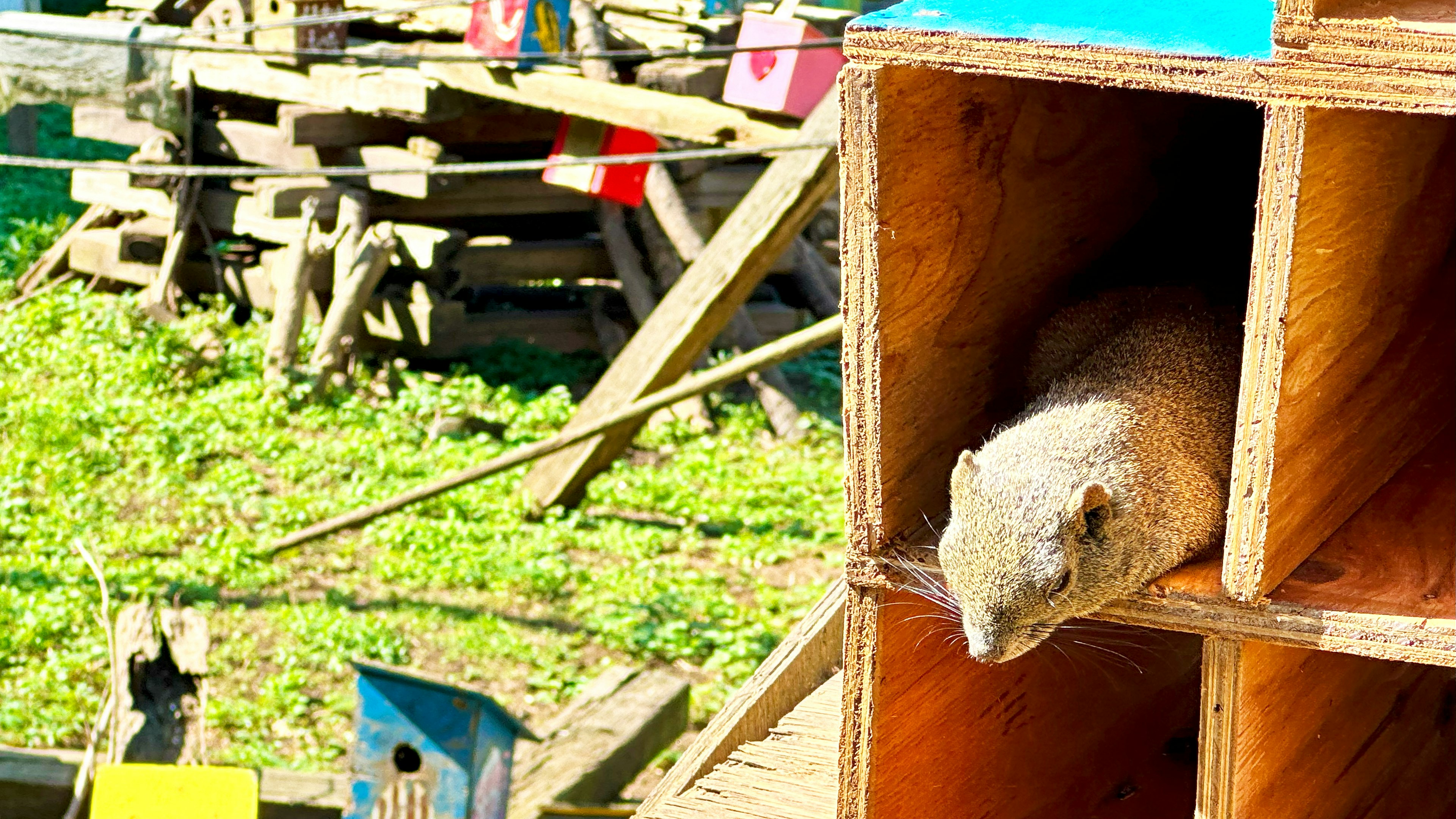 Pequeño animal asomándose de una caja de madera con estructuras de madera al fondo