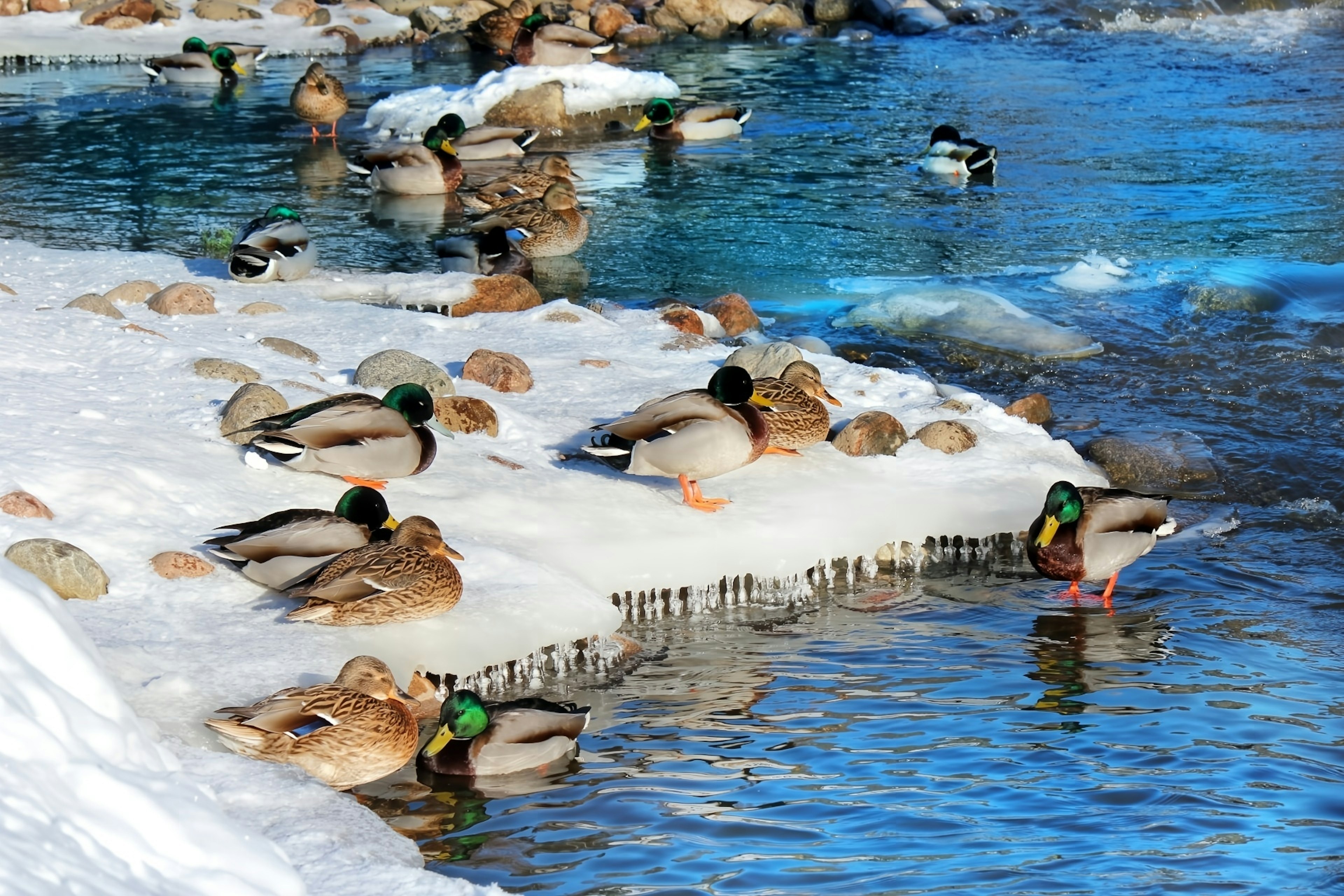 Canards se reposant sur la neige avec un fond d'eau bleue